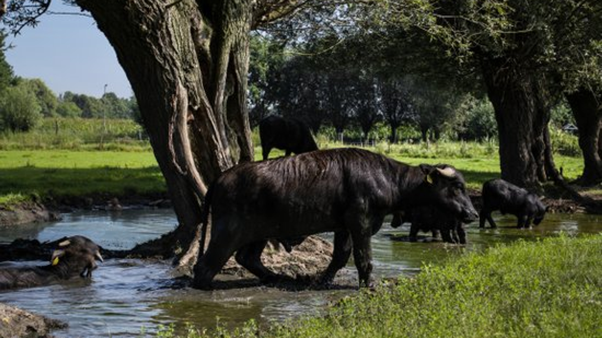 buffelboerderij