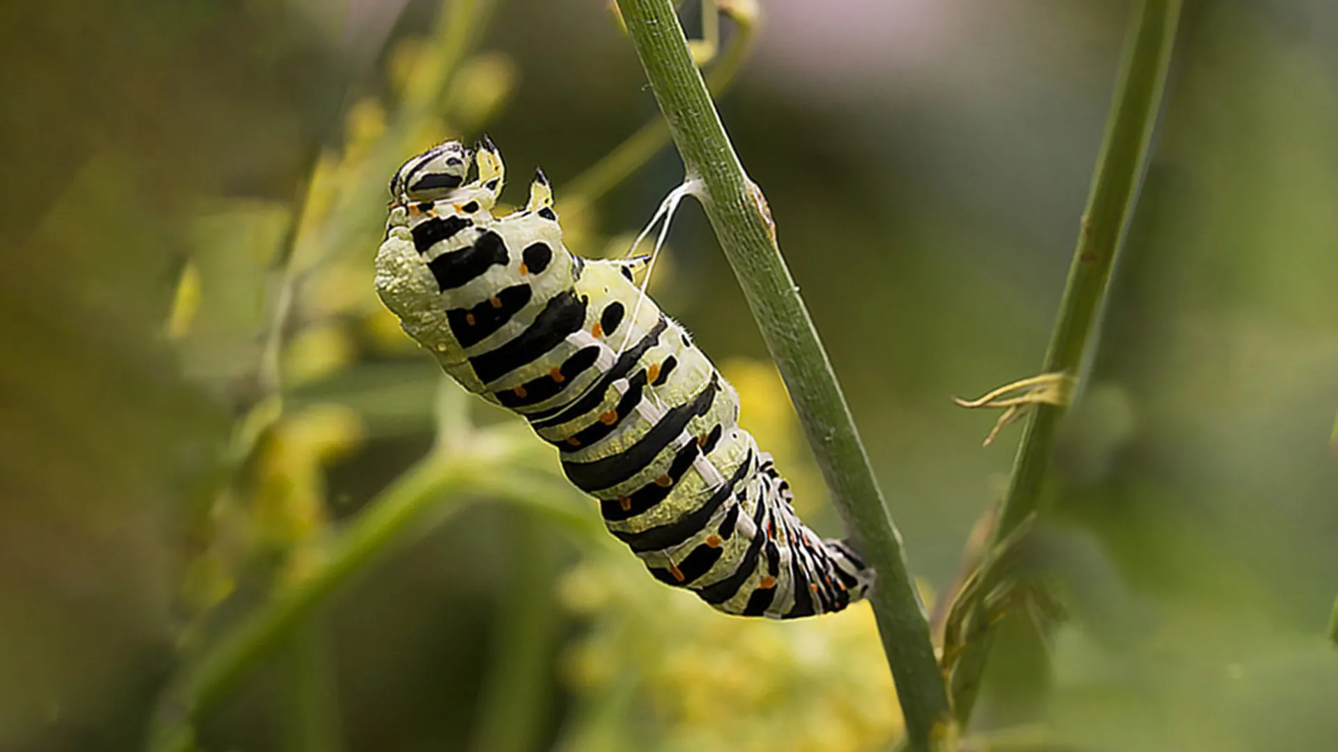 koninginnenpage rups 2