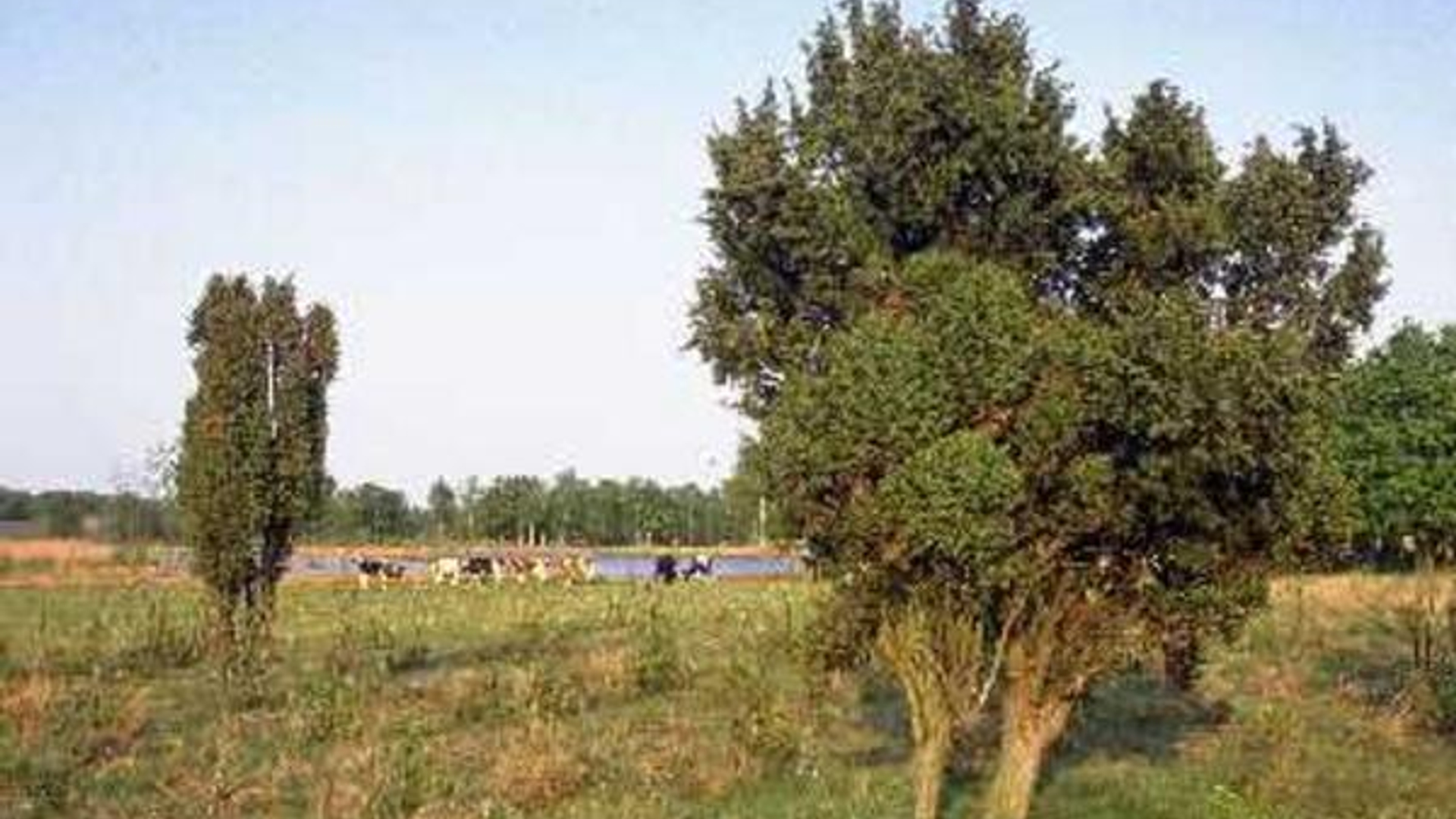 Dwingelerveld.jpg