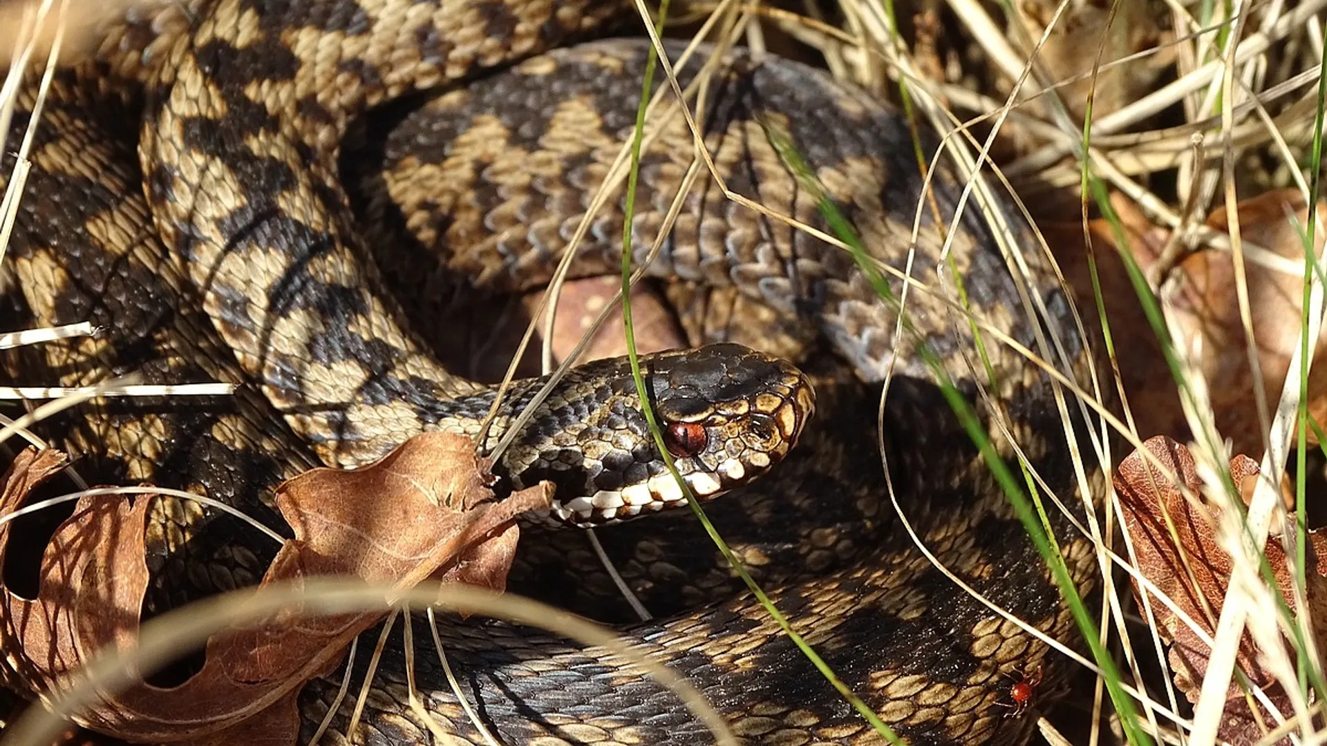 adder_Cees50.jpg