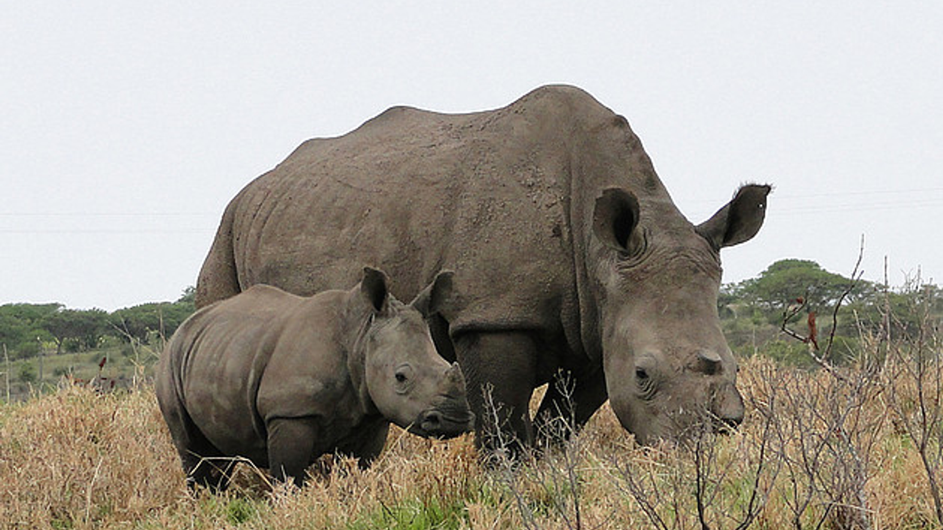neushoorn_31.jpg