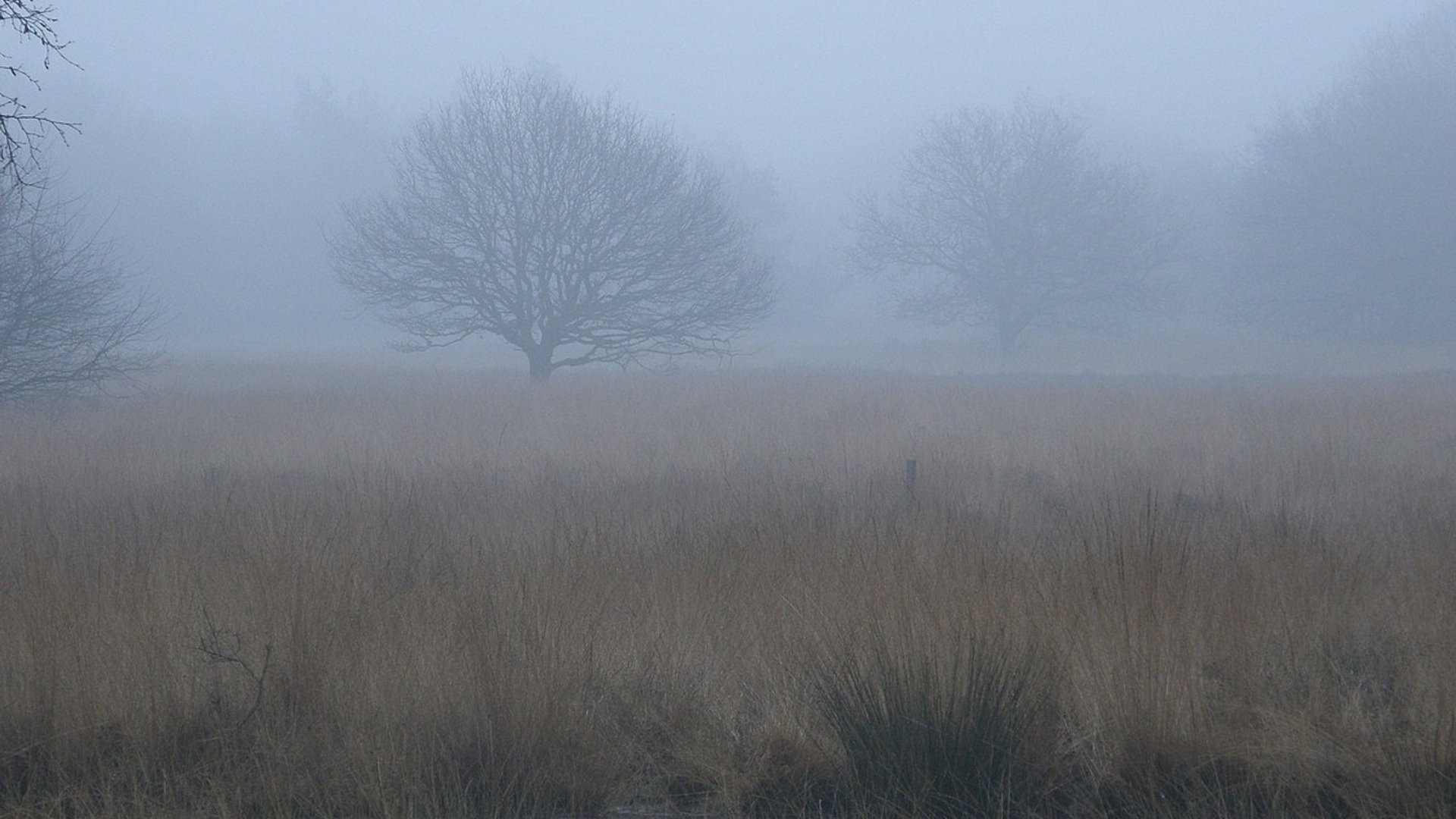 Veluwe.jpg