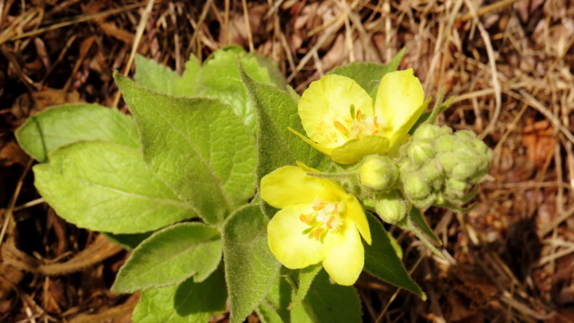 plant in droogte