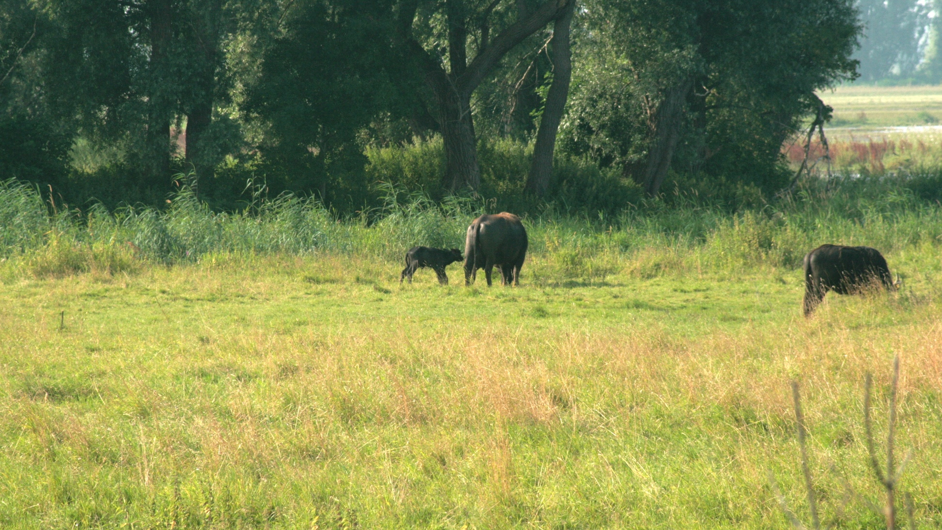 2016-07-21 waterbuffel Noordwaard (1)