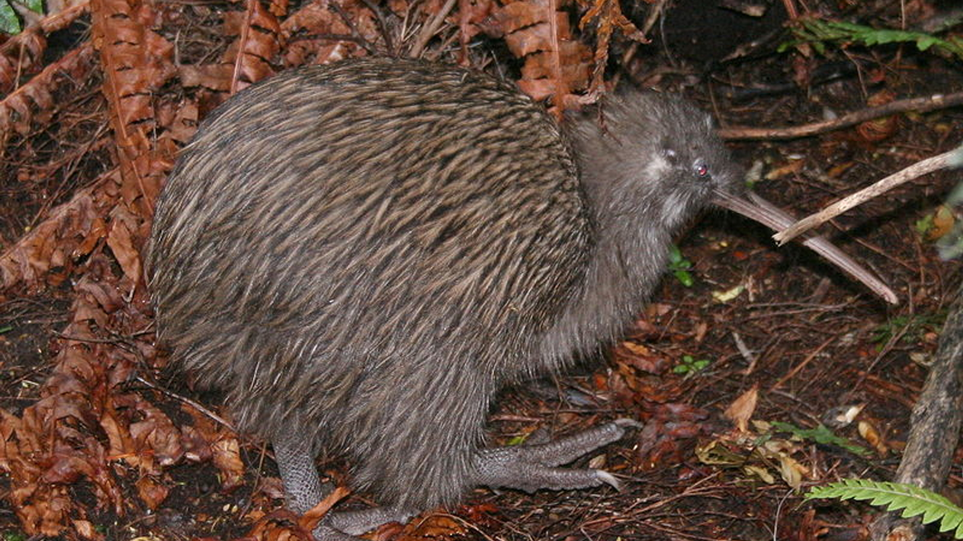 kiwi_02.jpg
