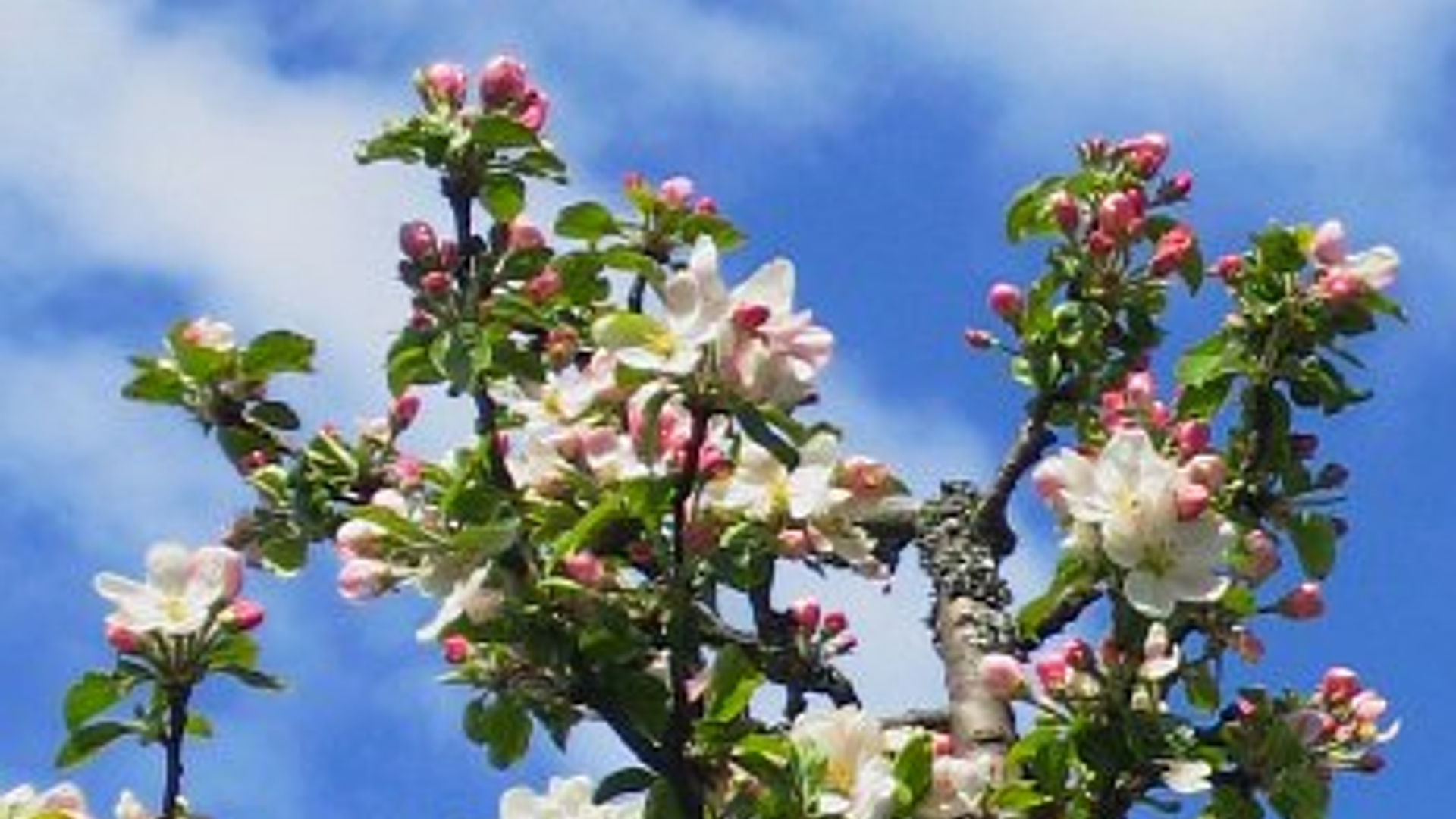 appelbloesem.jpg