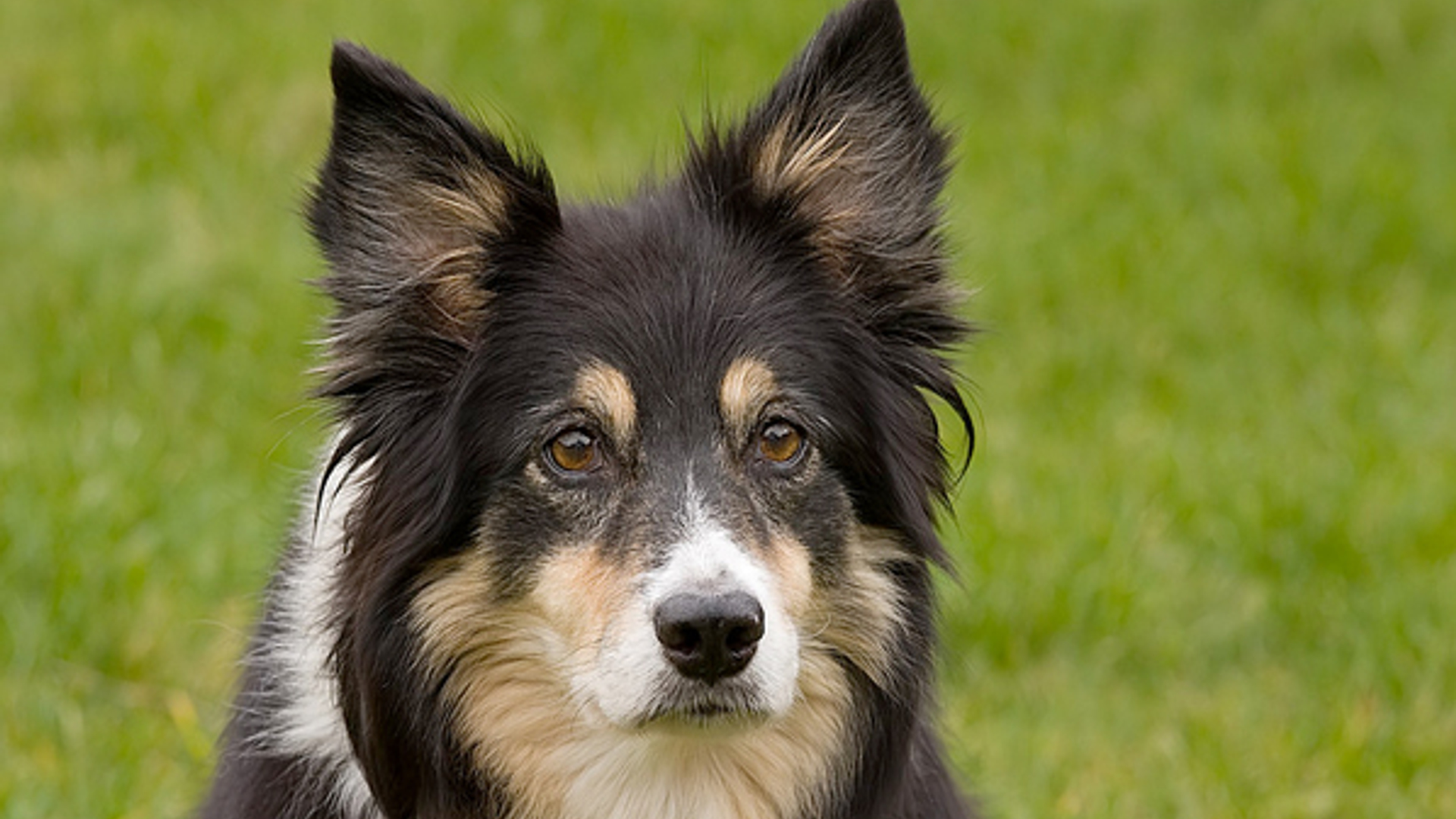 hond_digi-irma.jpg