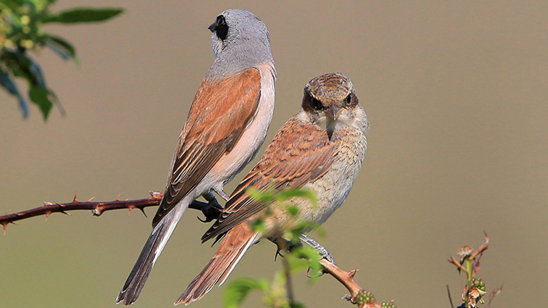 Grauwe klauwier vrouw en kind