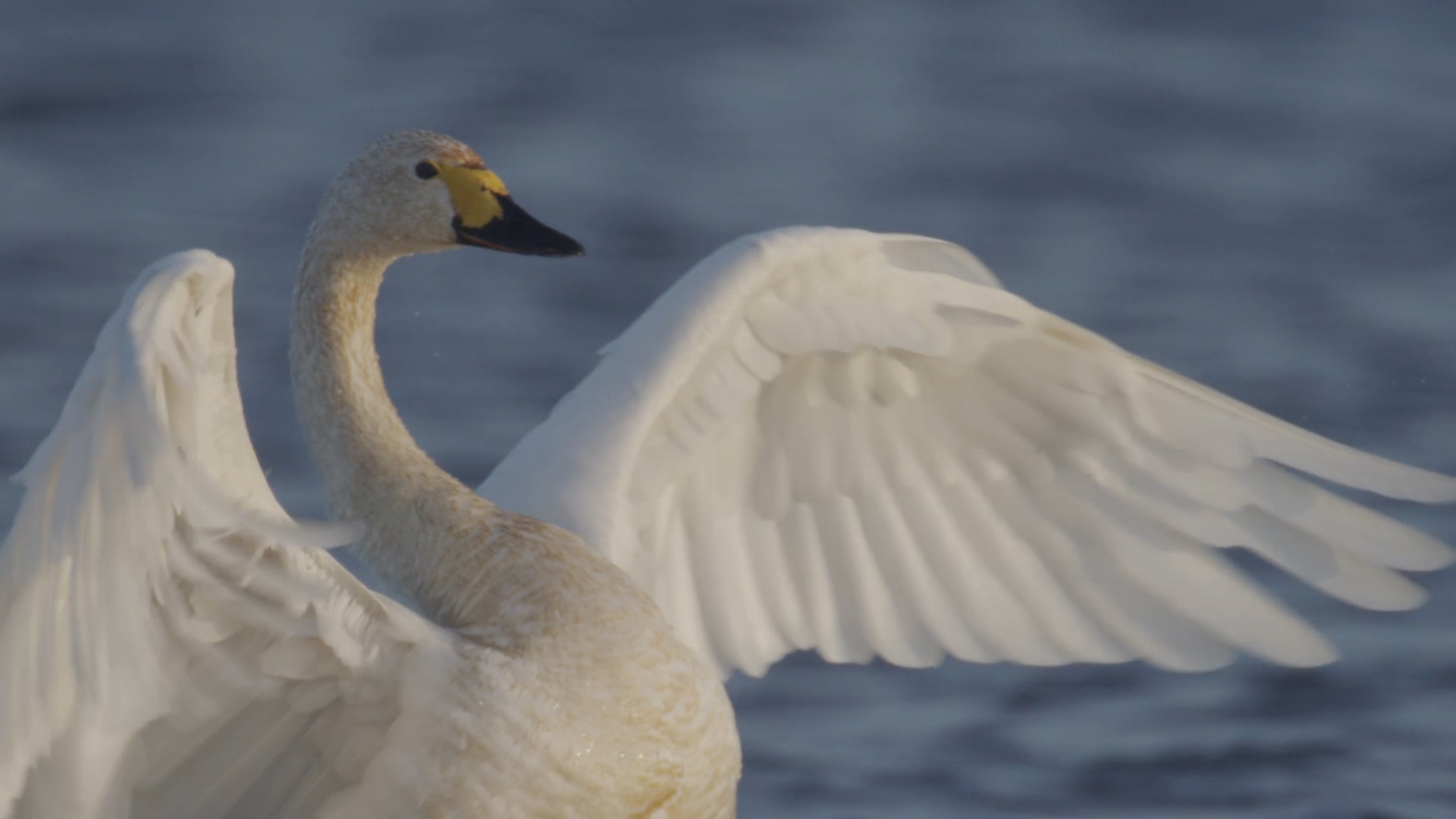 VROE_VOG_P1070658.00_01_59_18.Still001