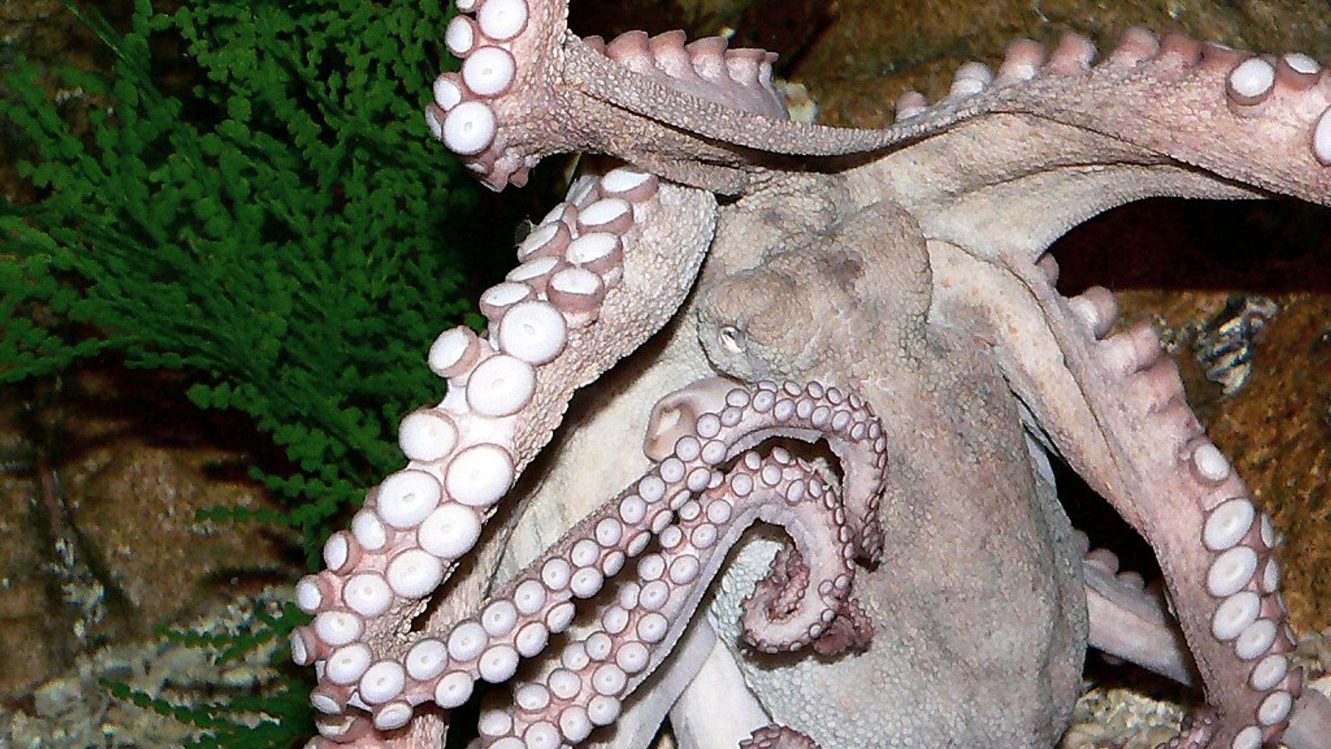 octopus_02.jpg
