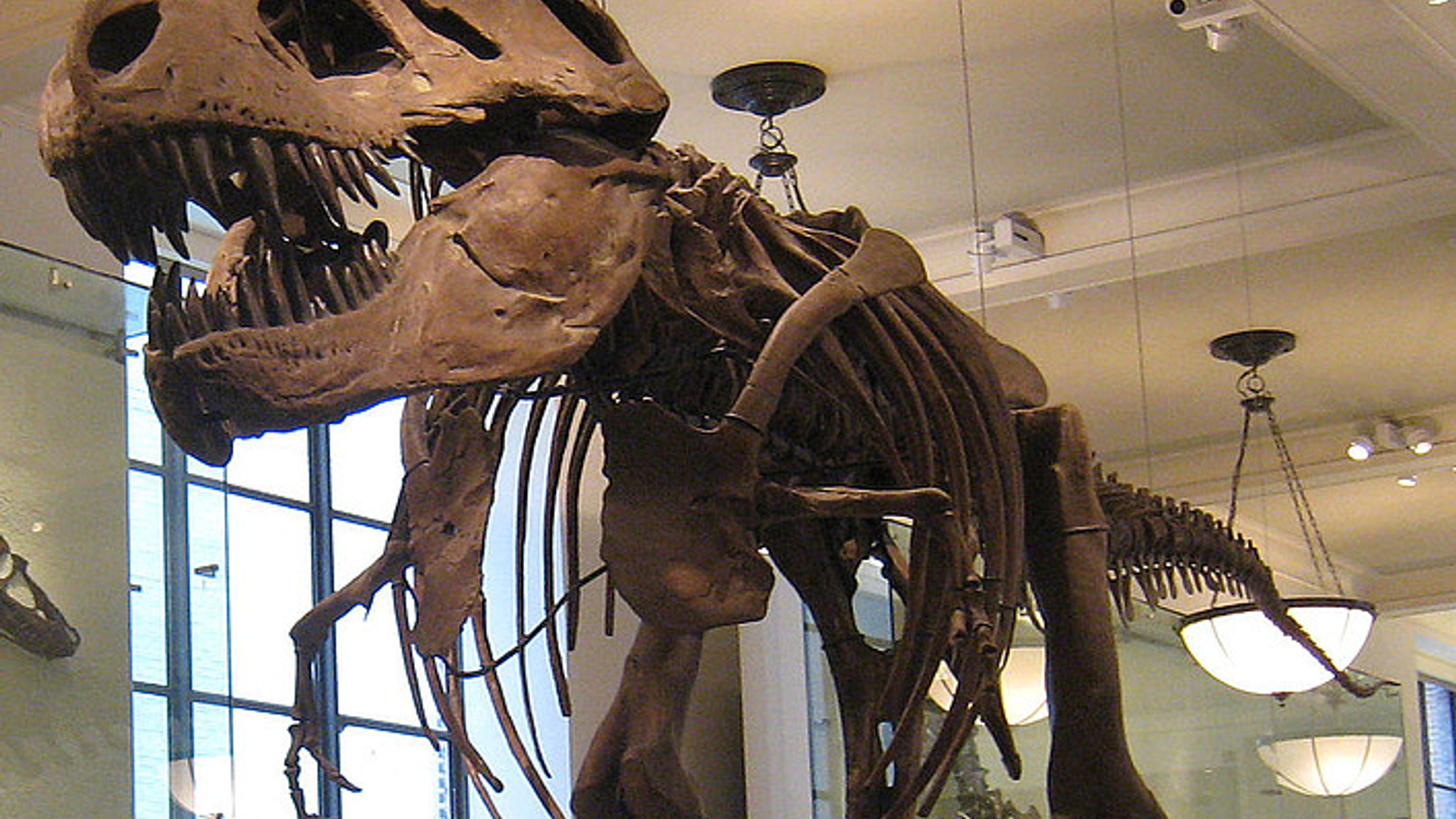 trex.jpg