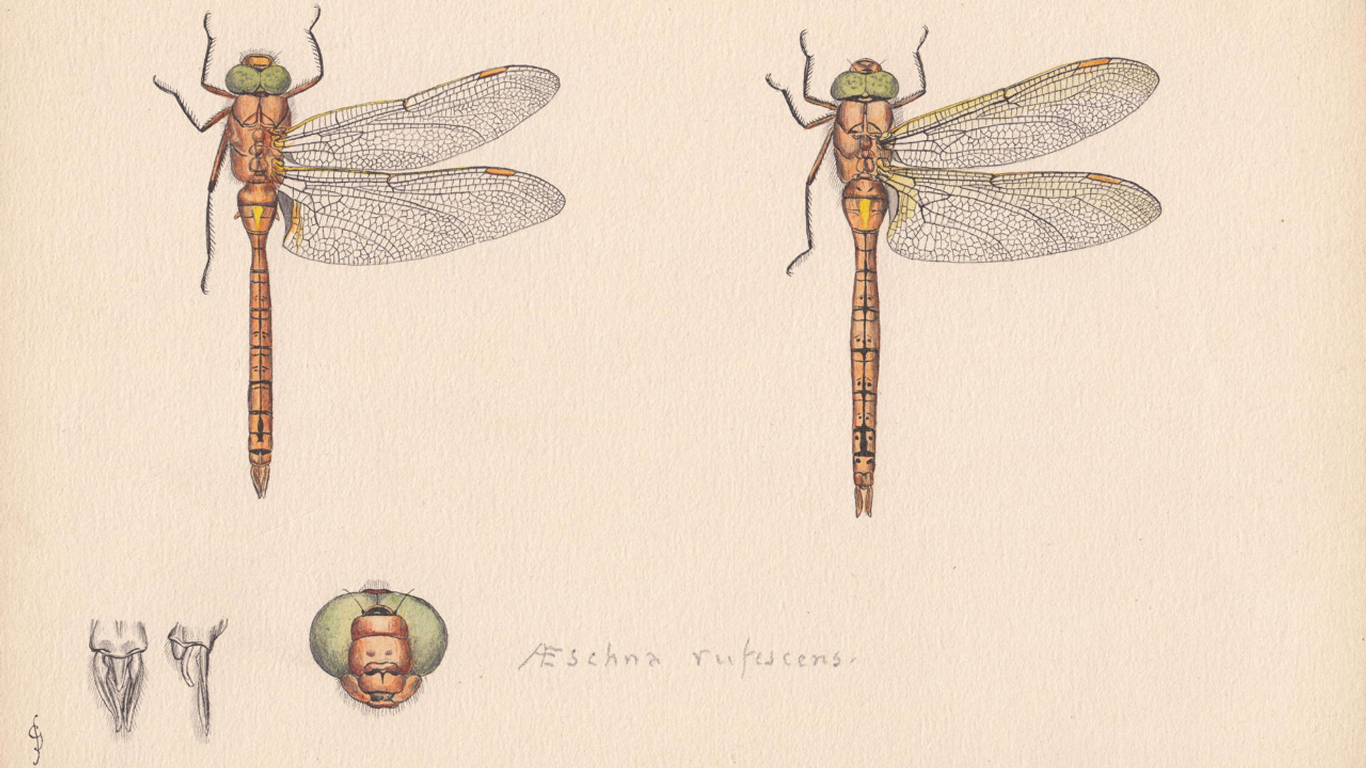 Vroege glazenmaker, collectie KBIN, Brussel