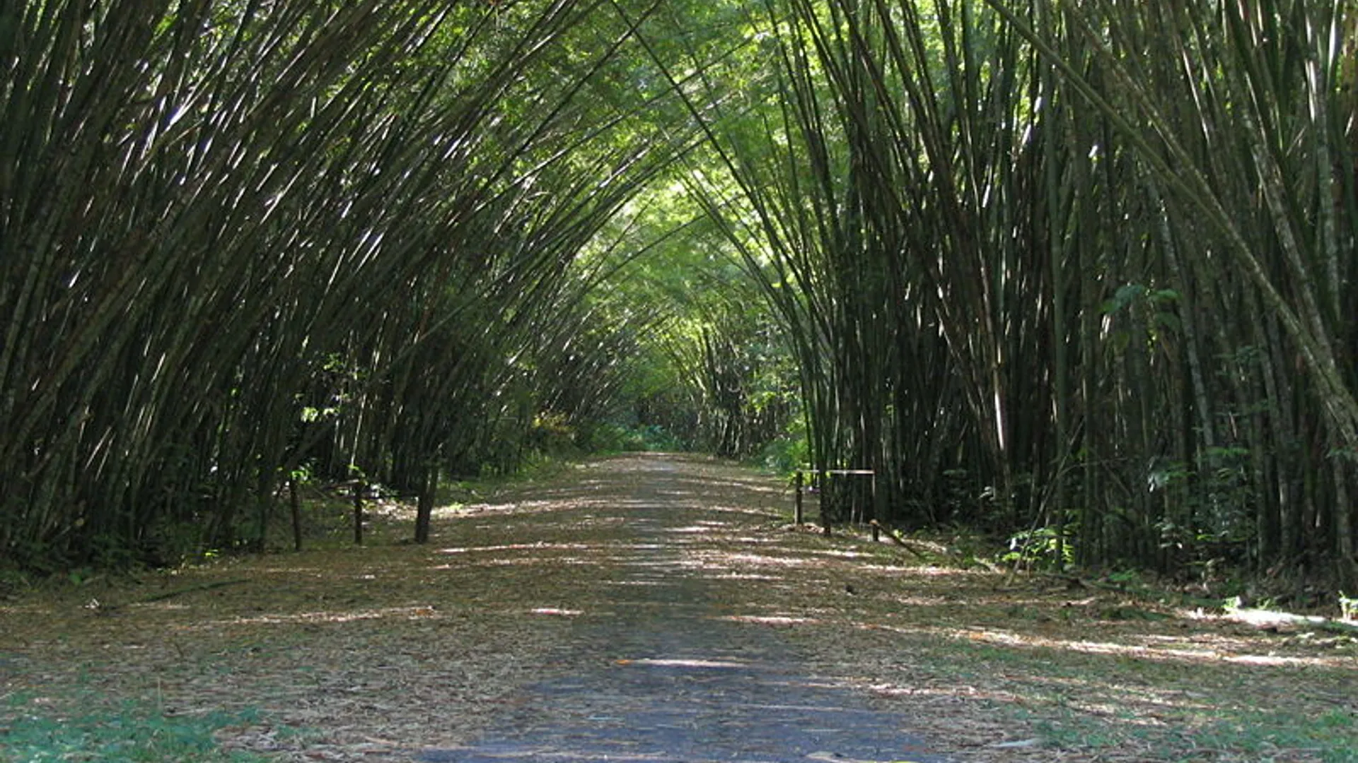 bamboo.jpg