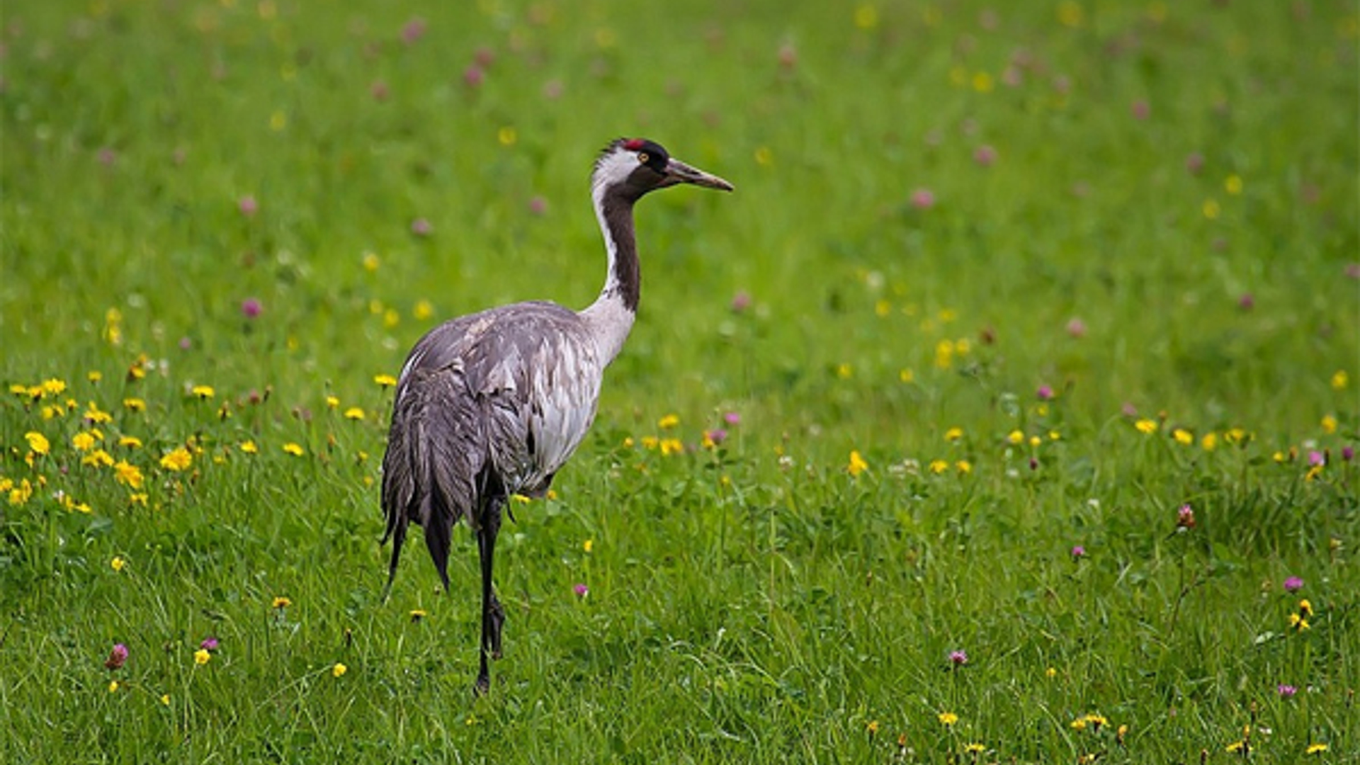 kraanvogel-corineoste.jpg