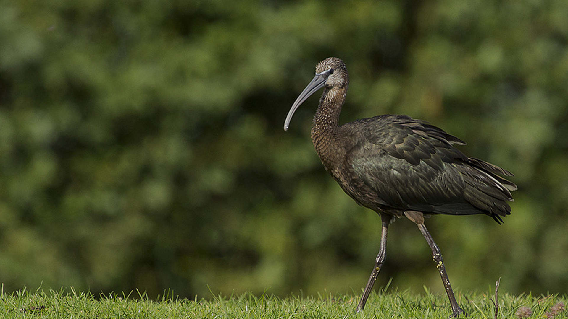 zwarte_ibis.jpg