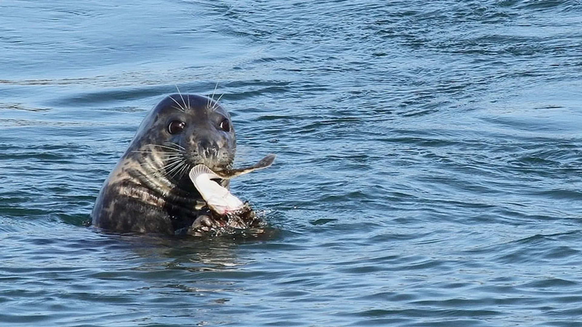 grijze zeehond met platvis