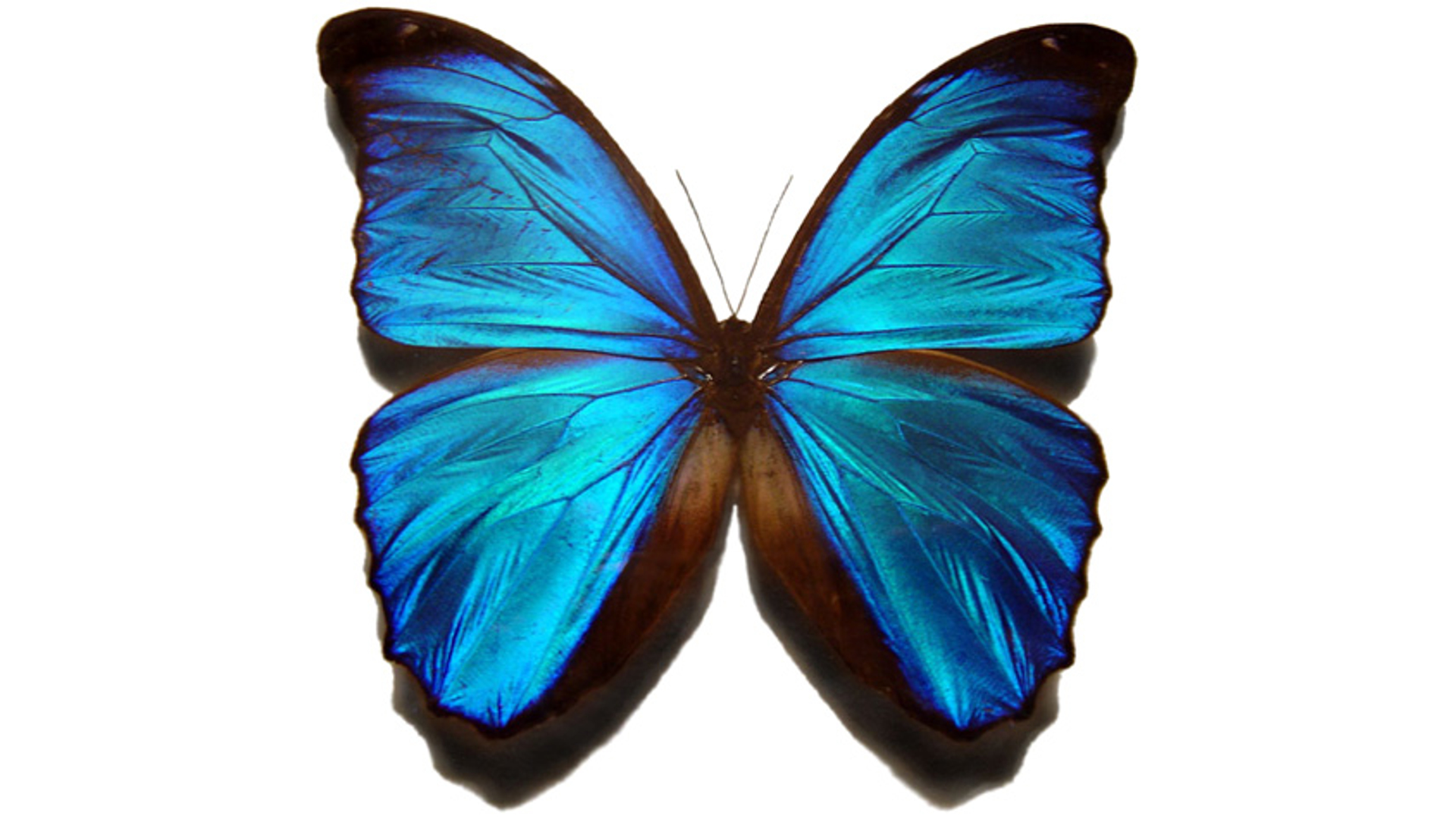 Morpho Menelaus