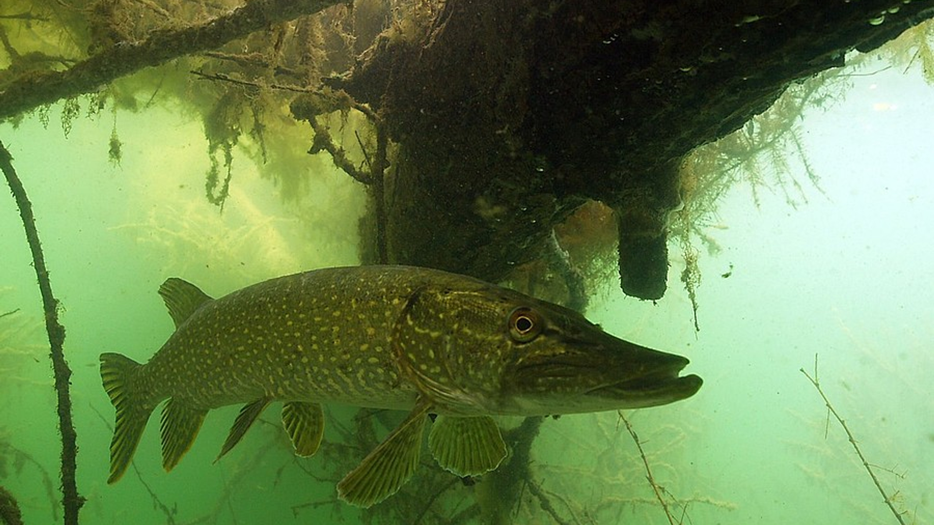 snoek_02.jpg