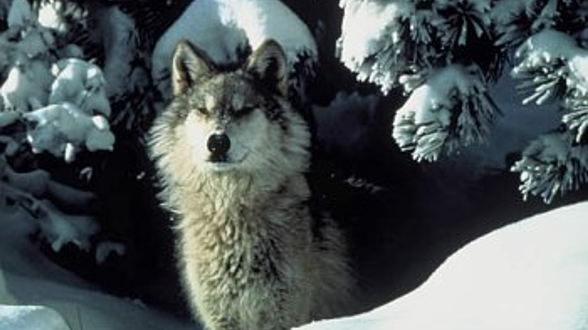 wolf_02.jpg