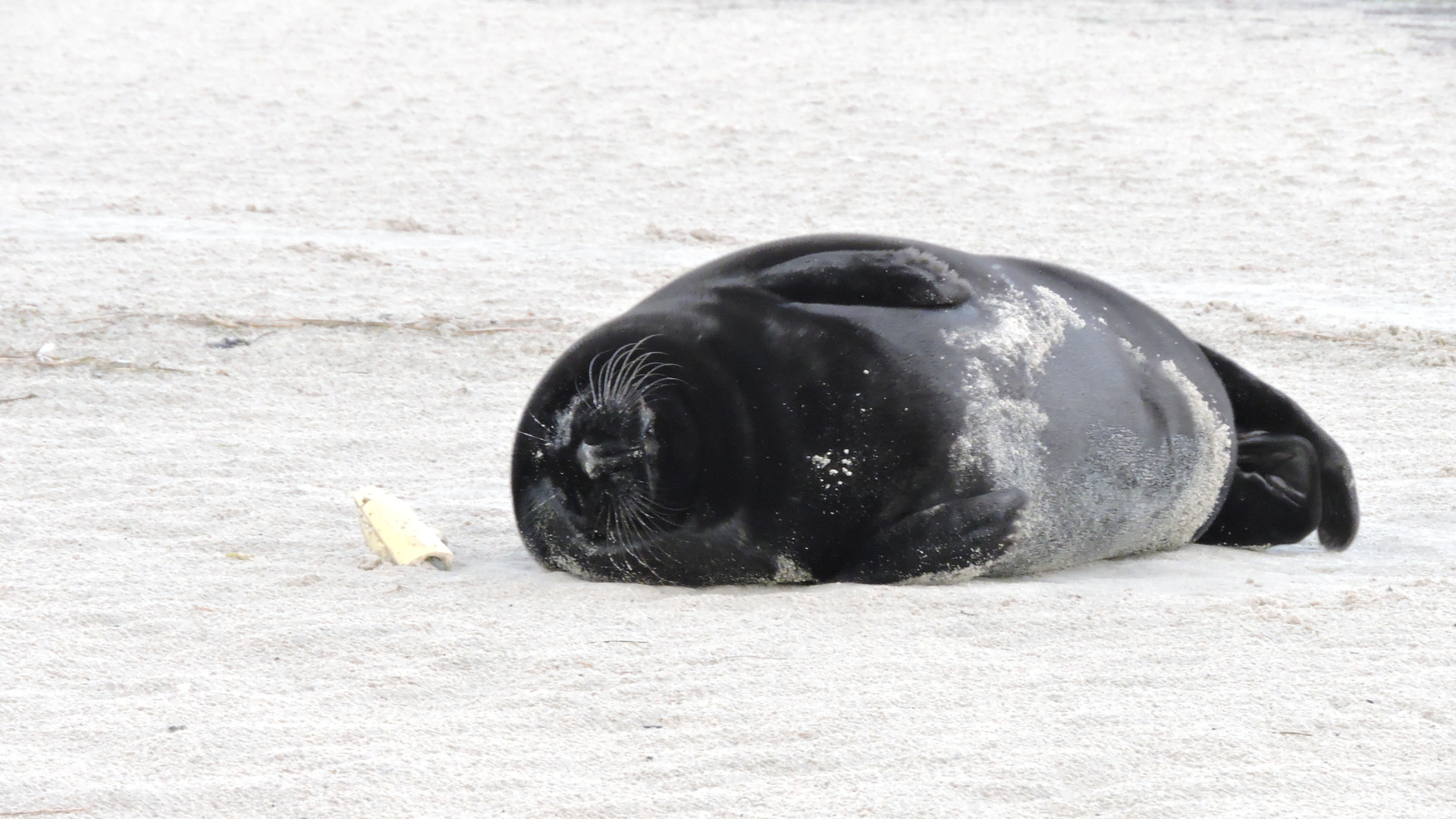 Zwarte_Zeehond2_Bert_Meerstra_CLOSE.JPG