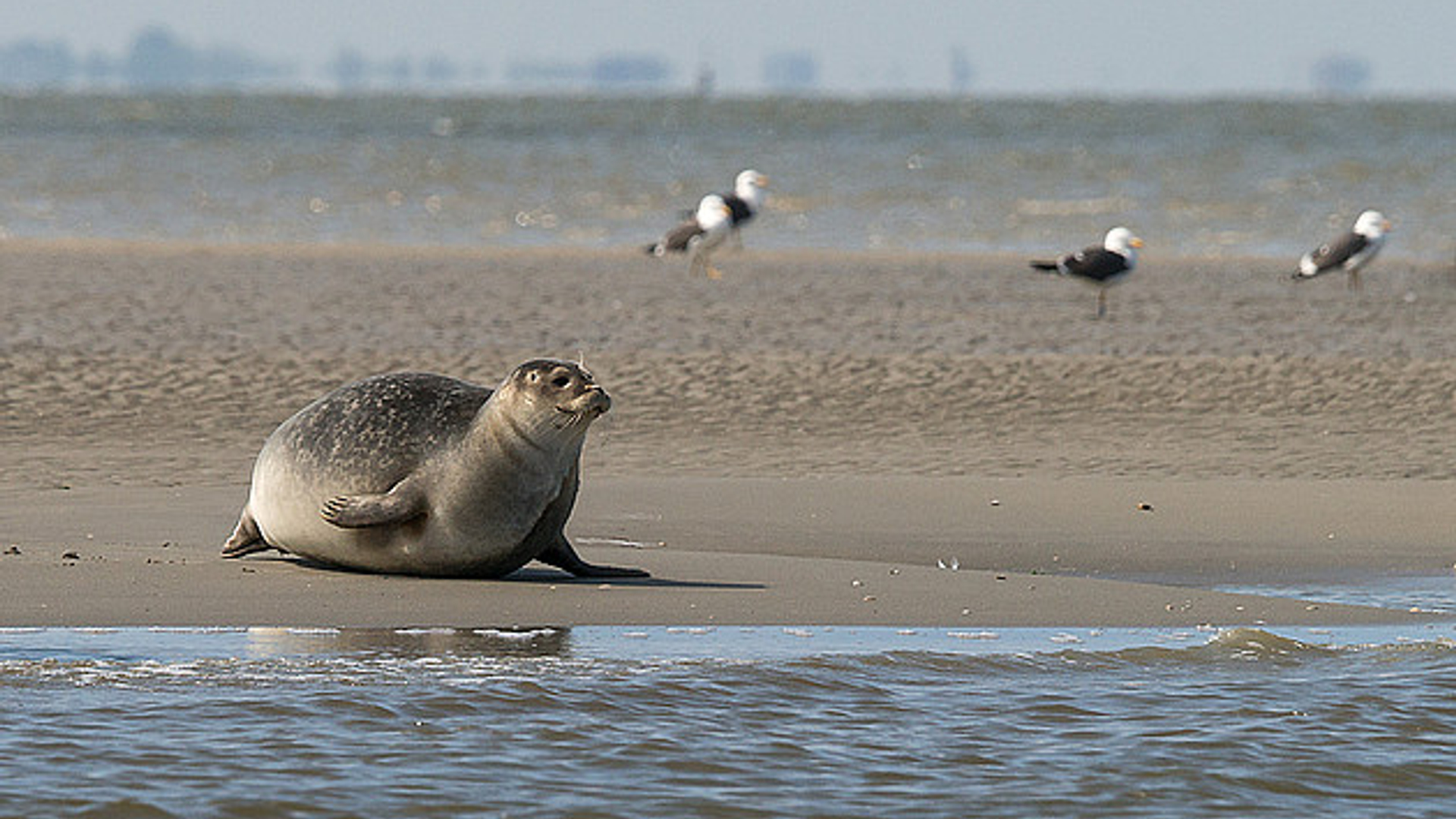 gewone_zeehond.jpg
