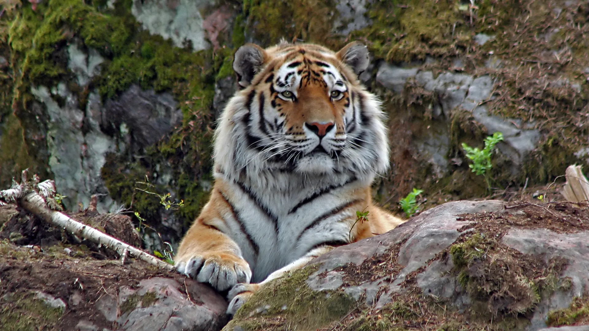 siberischetijger.jpg