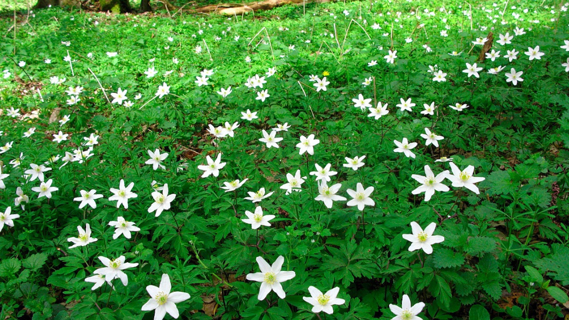 BOSANEMOON, FOTOGRAAF: CARLA