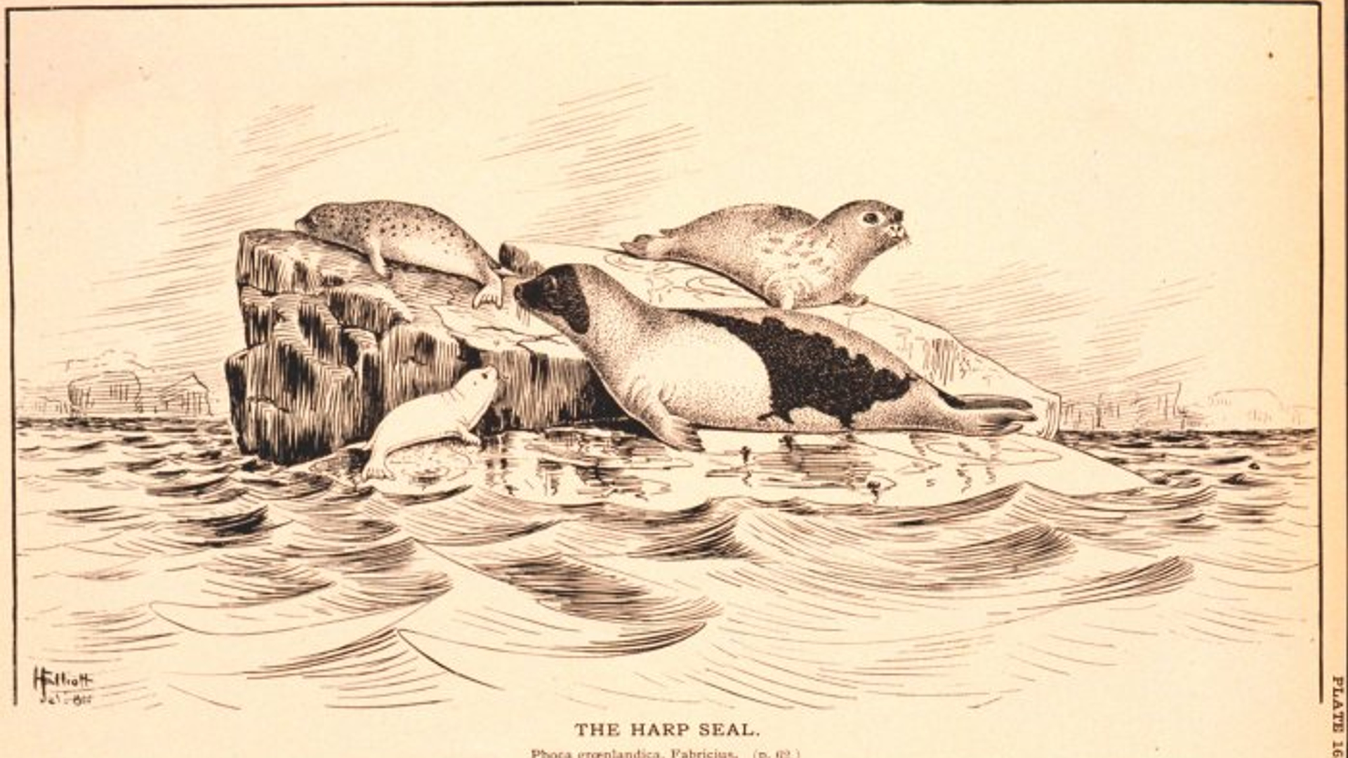 Phoca_groenlandica_2