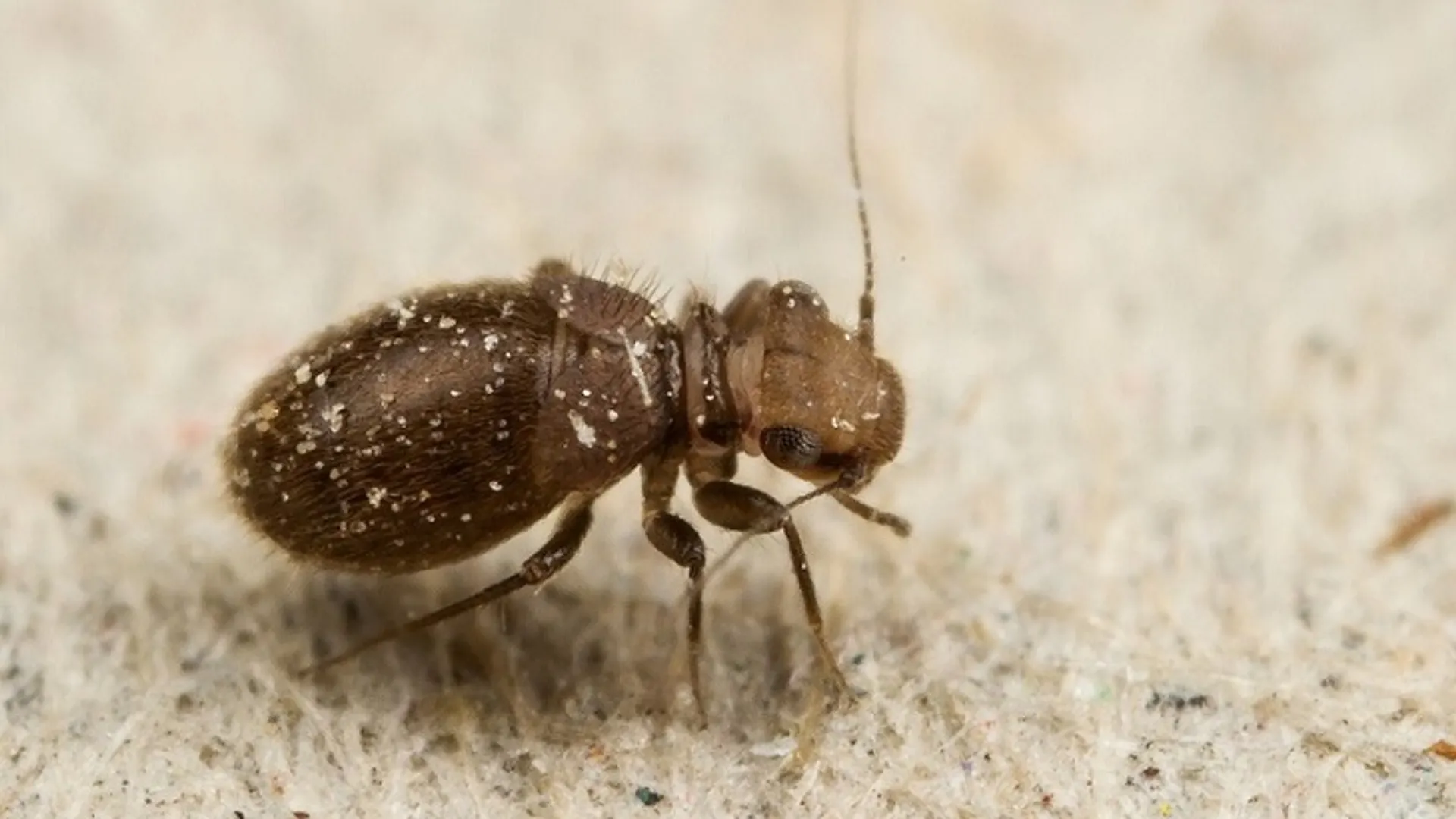1_Lepinotus_patruelis__Theodoor_Heijerman__01.jpg