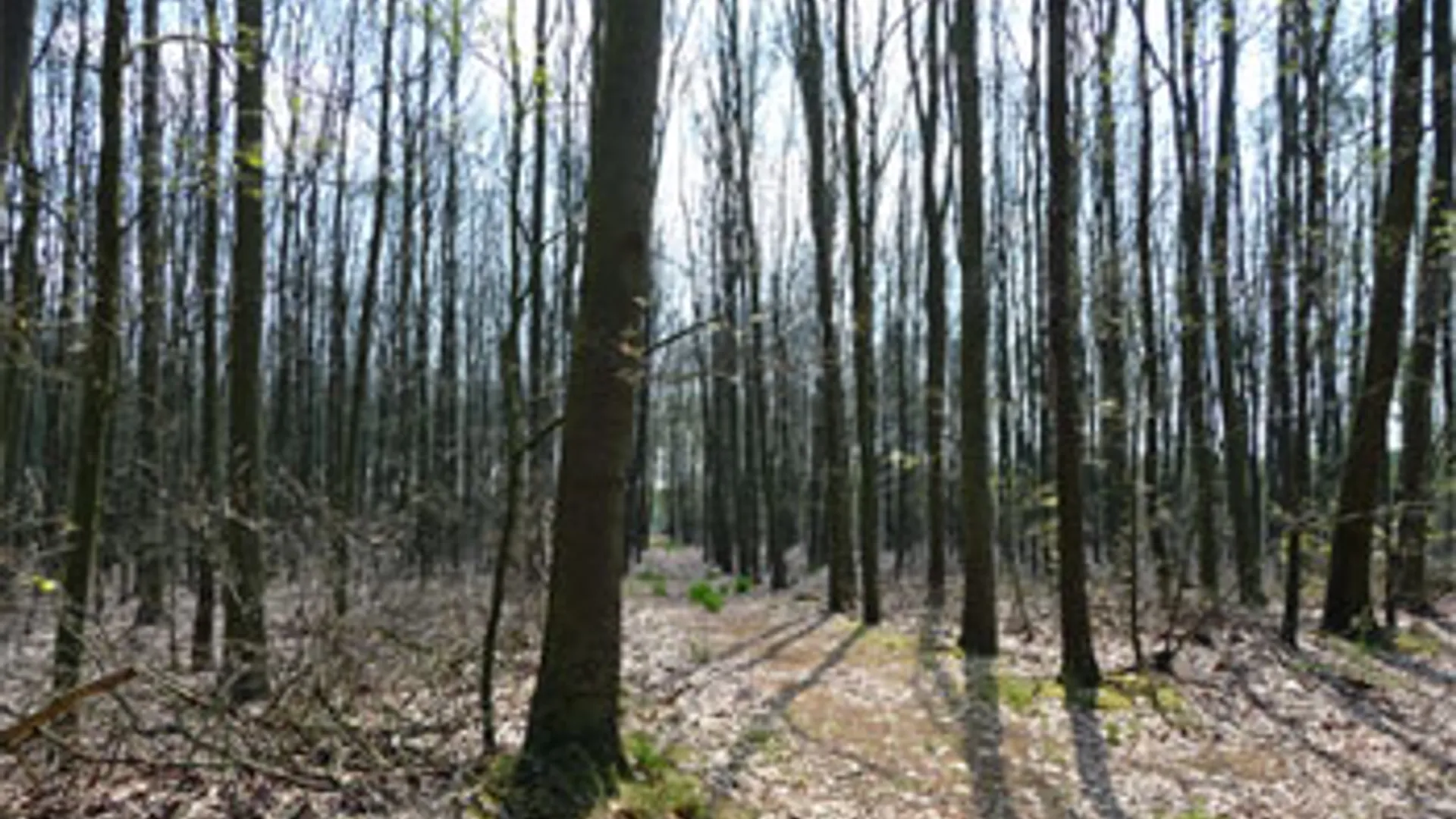 Bomen.jpg