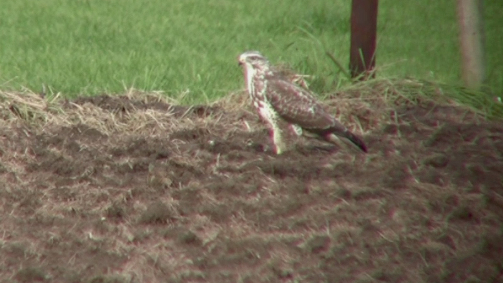 buizerd_23.jpg