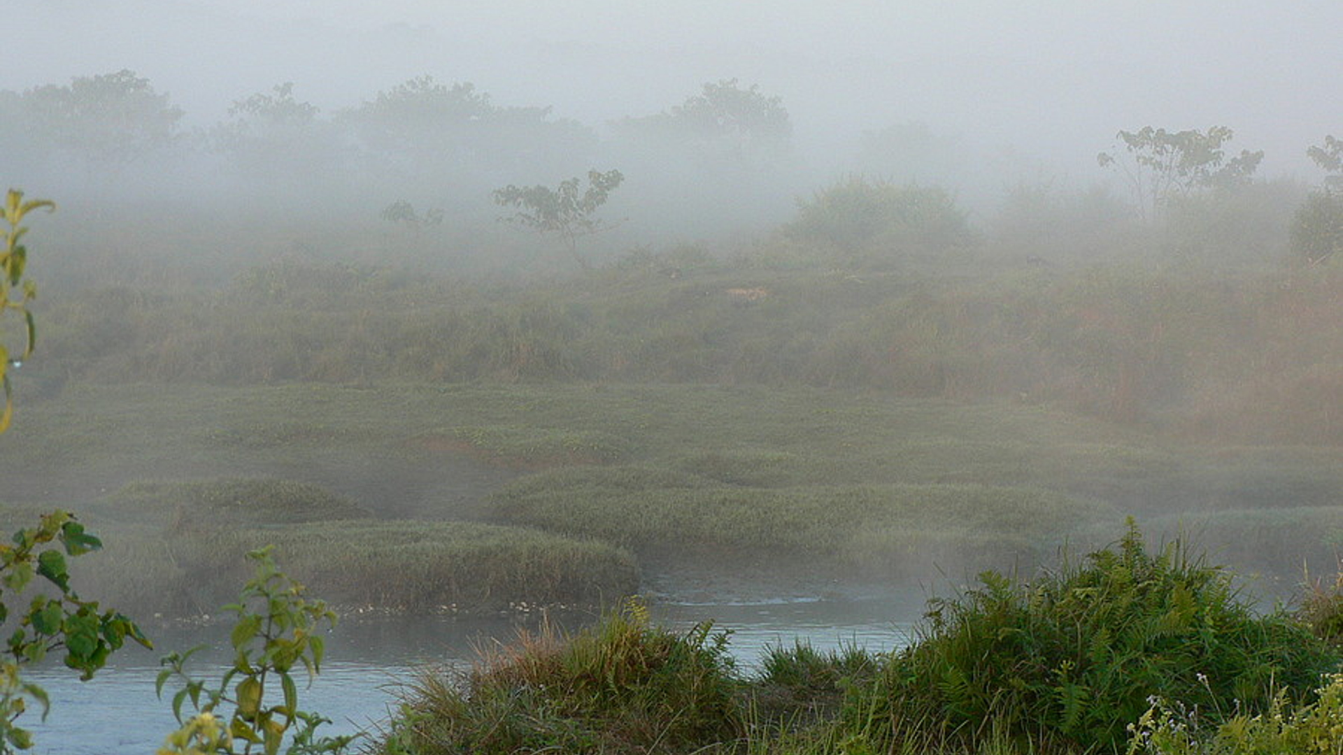 mist_in_chitwan_np_nepal.jpg