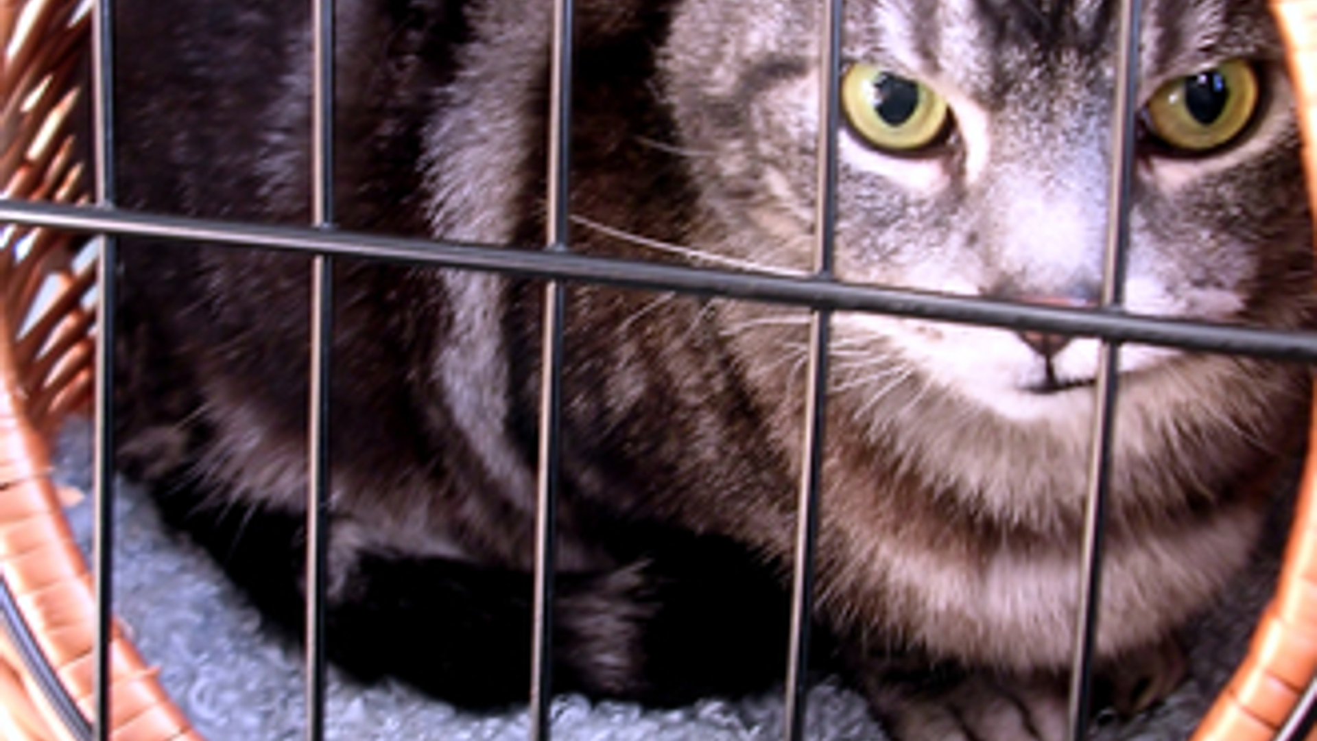 cat-in-basket-1379895.jpg