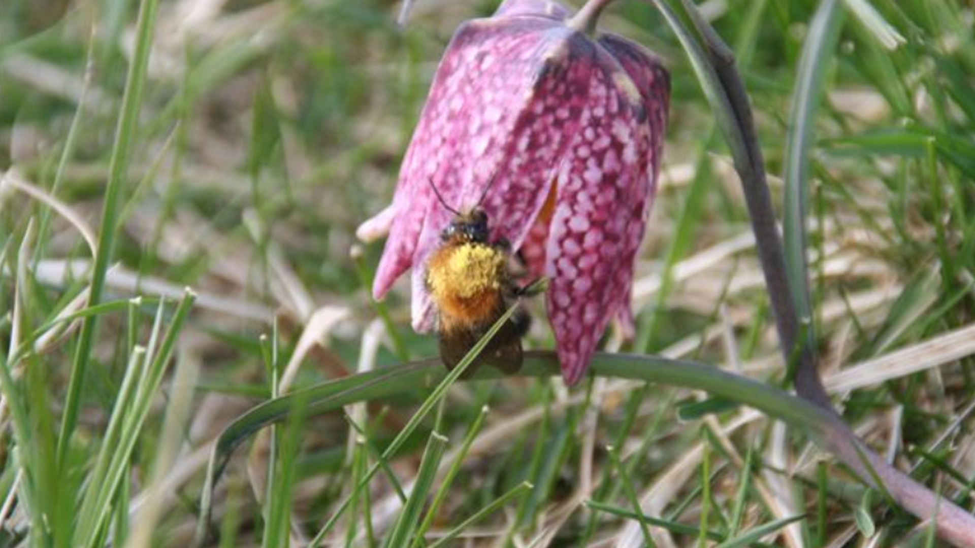 Kievitsbloem en hommel