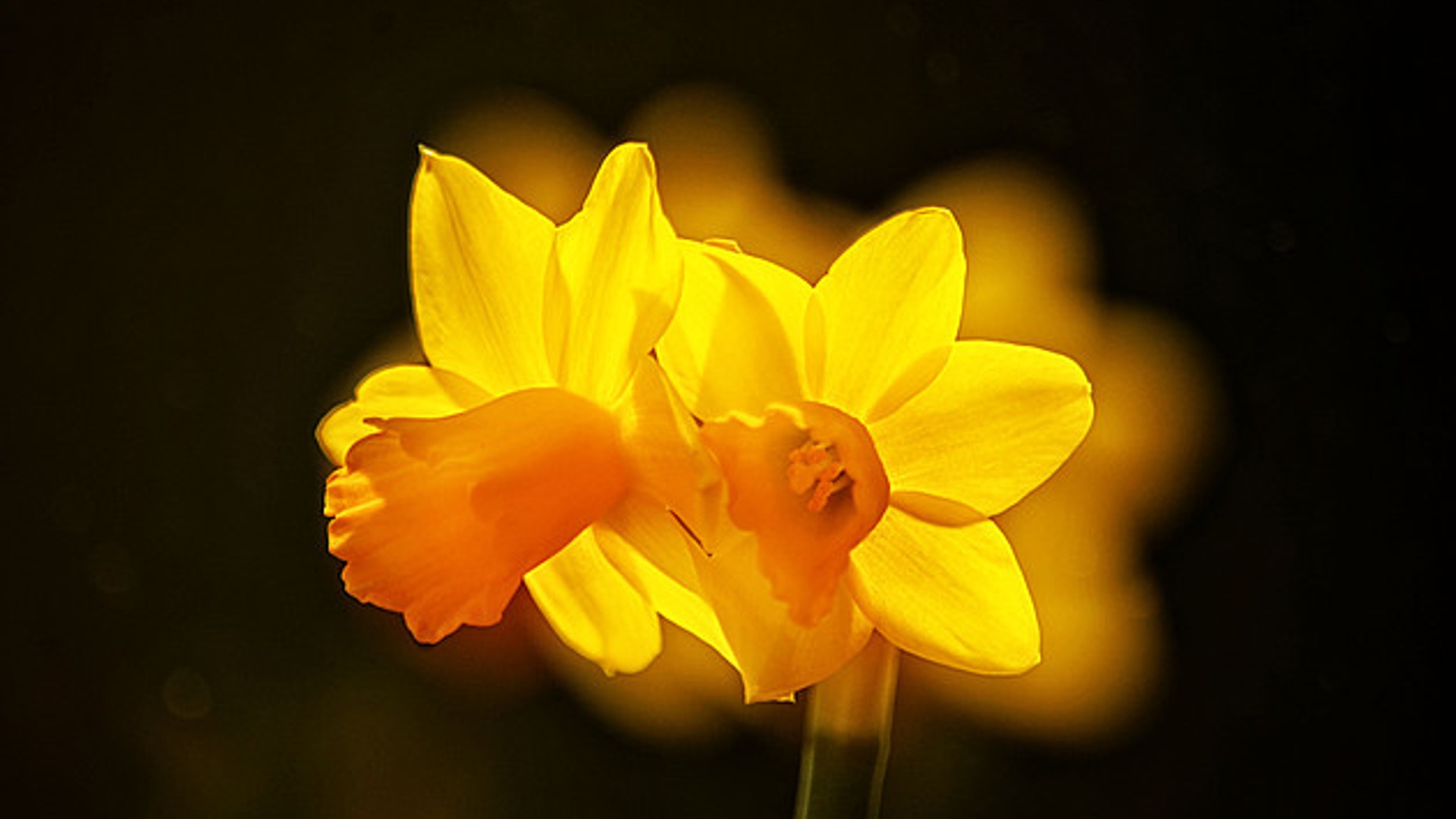 narcis_01.jpg