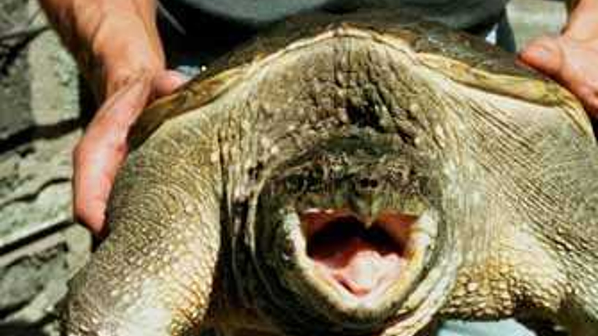 bijtschildpad.jpg