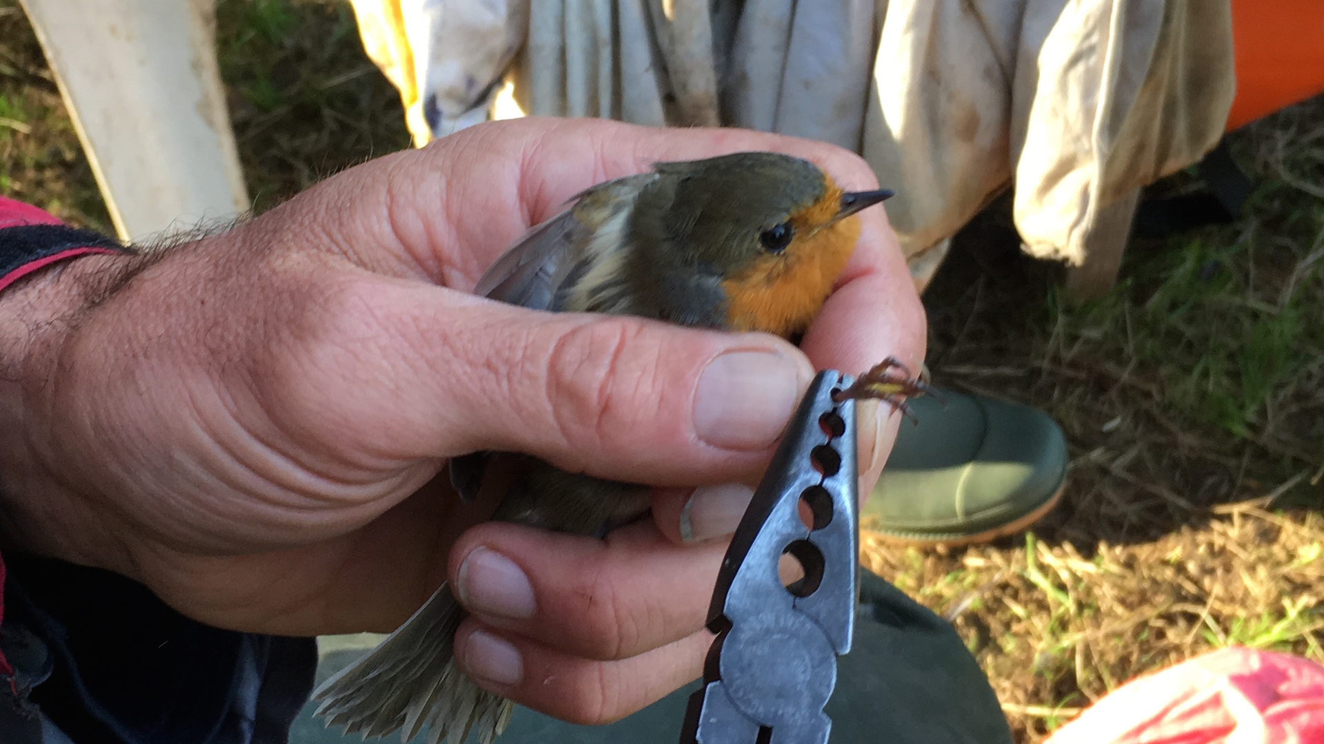 Roodborst