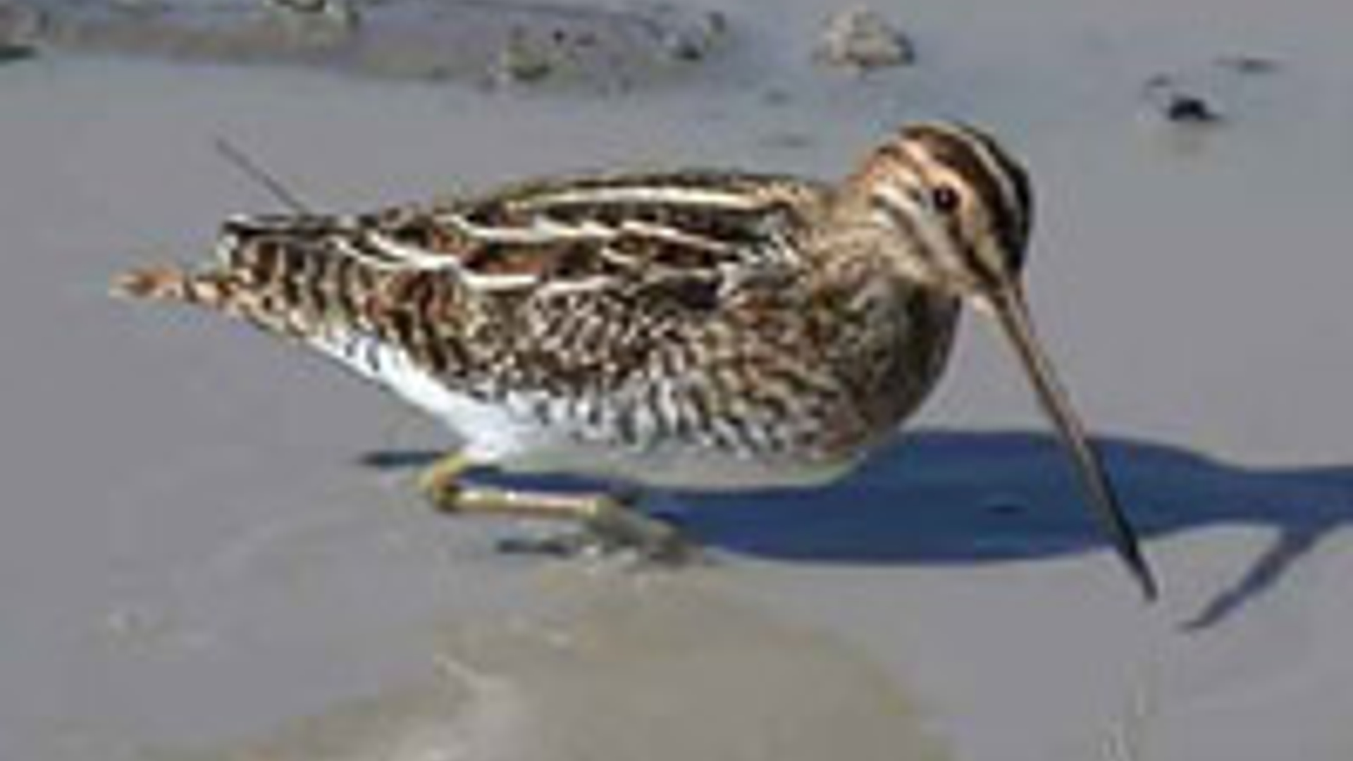 watersnip_03.jpg