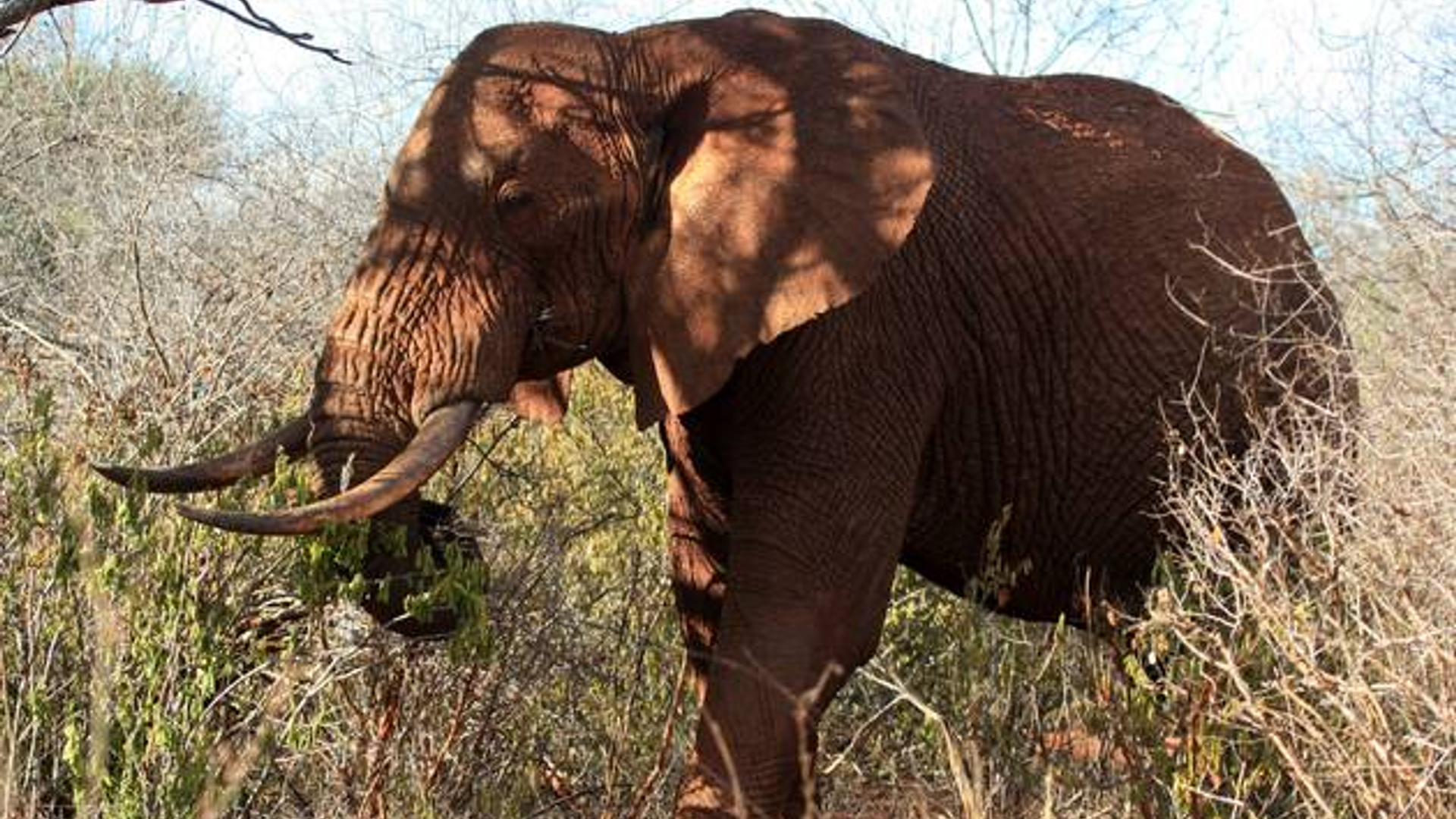 olifant_52.jpg