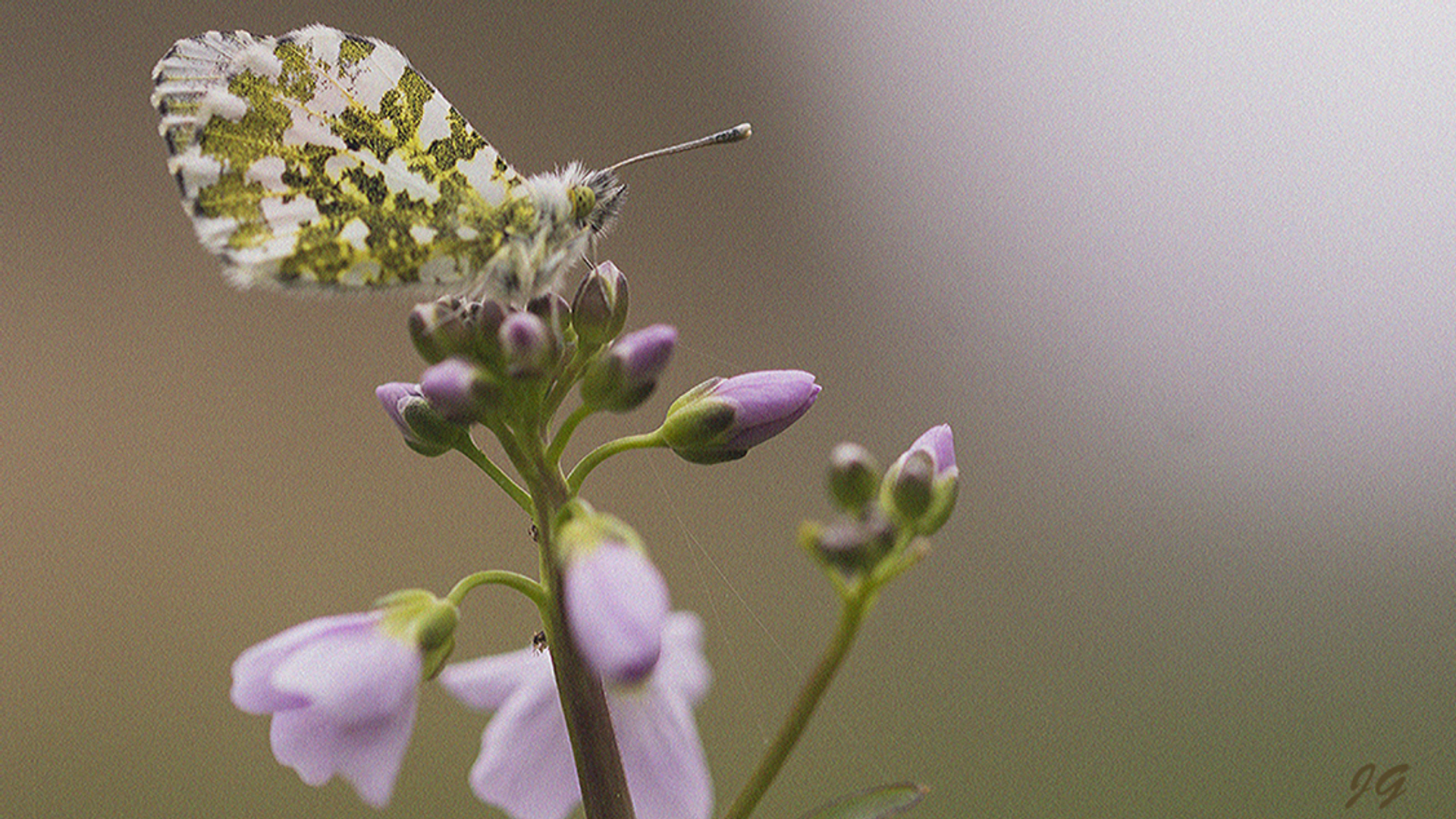 de_lente_begonen_mijn_eerste_oranjetipje_gezien_5e7737b570355_large