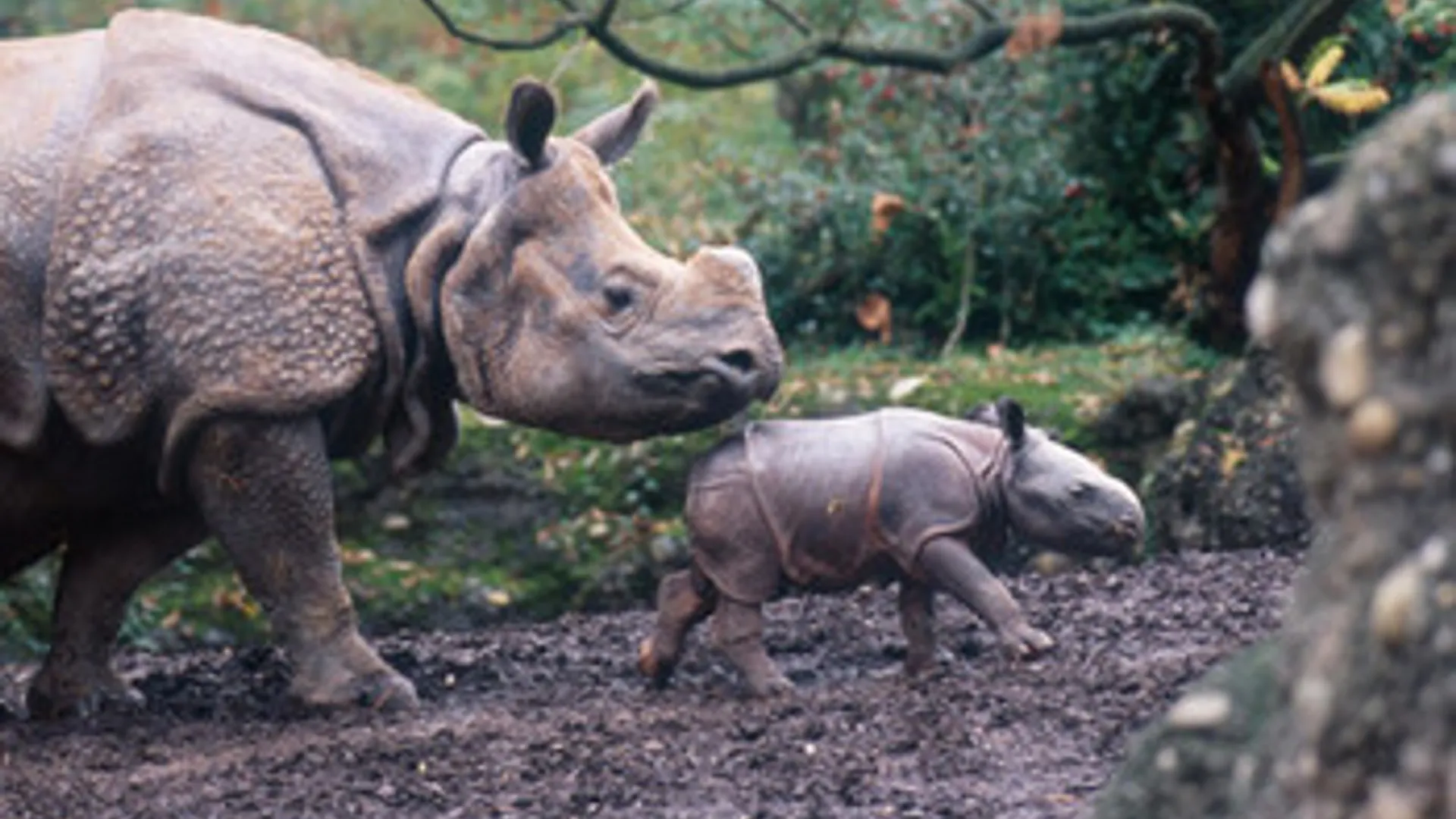 neushoorn_Indische.jpg