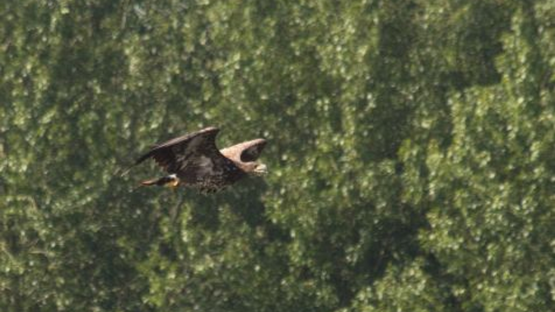img_1109_vincent_sanders.jpg