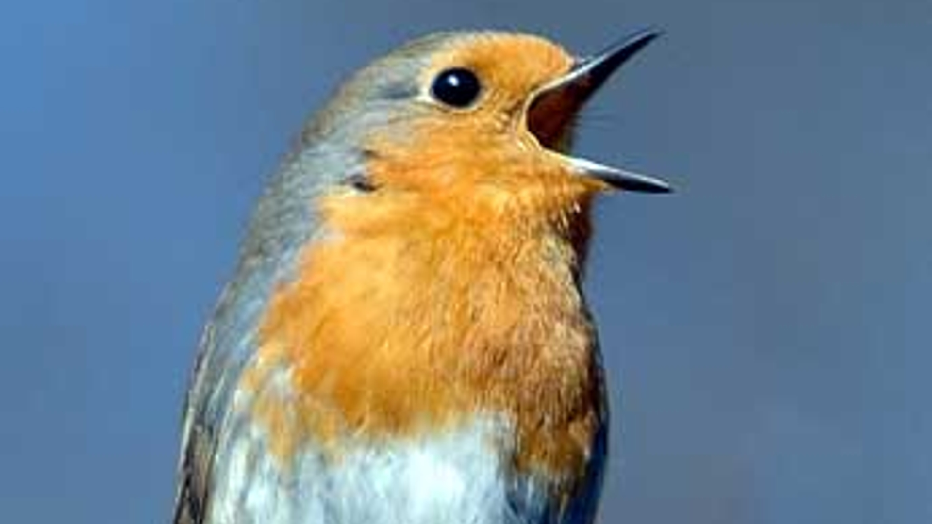 roodborst_01.jpg