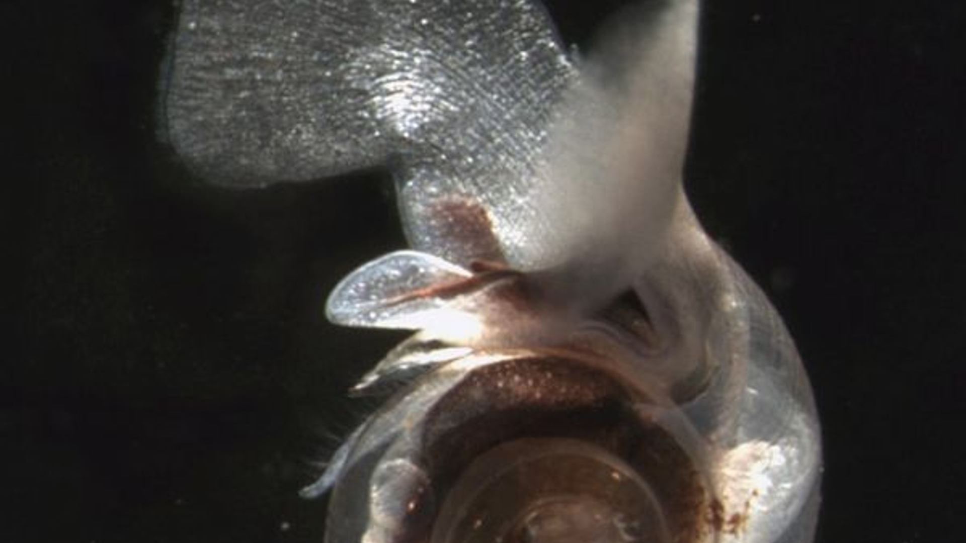 pteropod_ofwel_zeevlinder.jpg