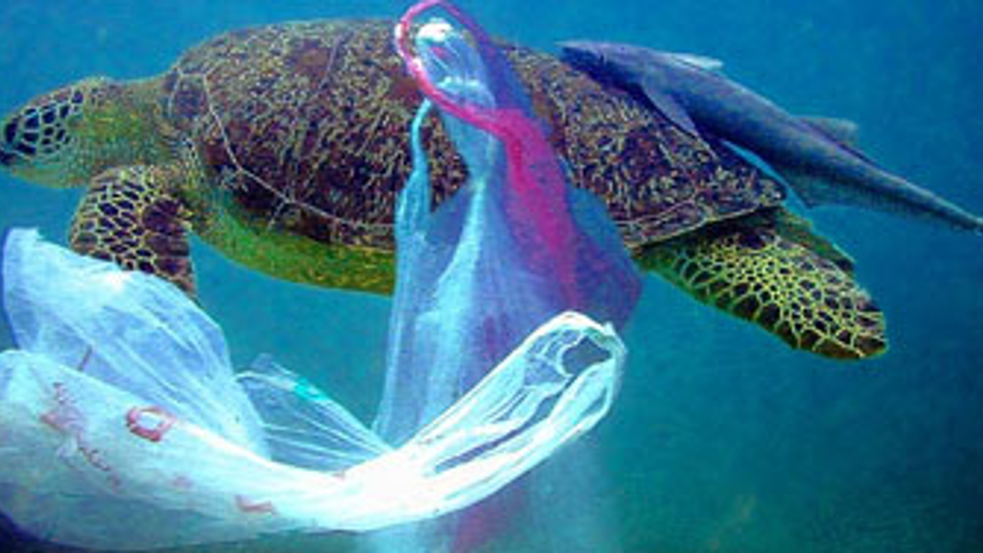 plastic_schildpad.jpg