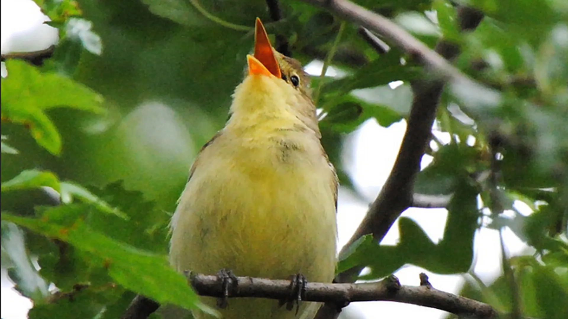 spotvogel_2.jpg