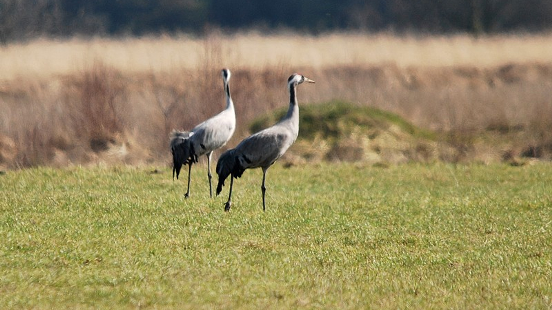 kraanvogel_09.jpg