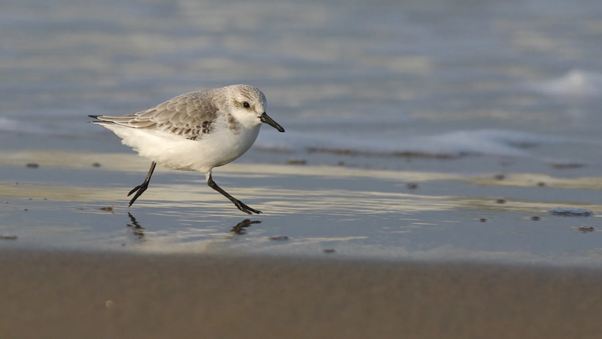 Drieteenstrandloper