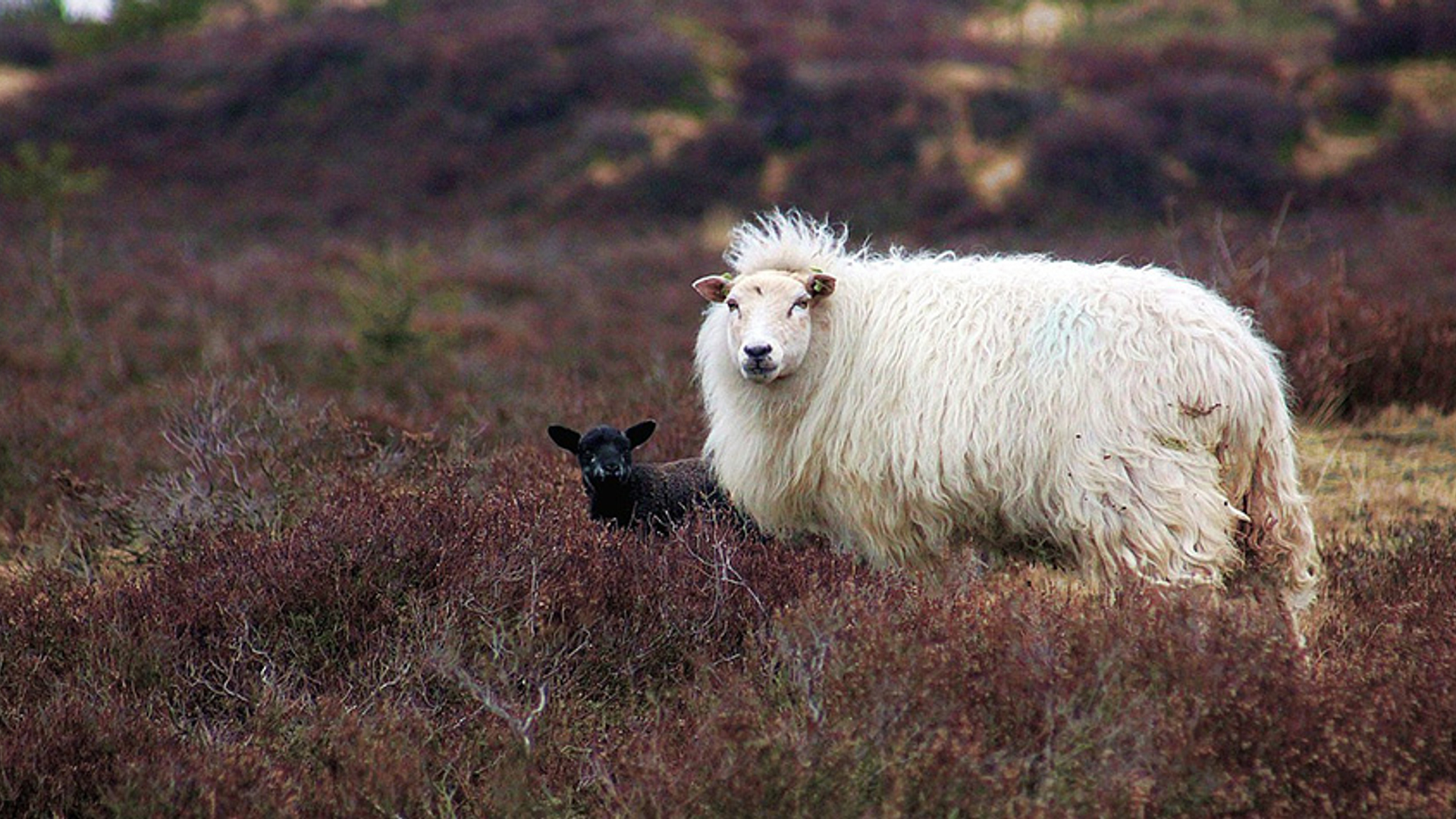 heideschapen_Fotograafjokenijenhuis