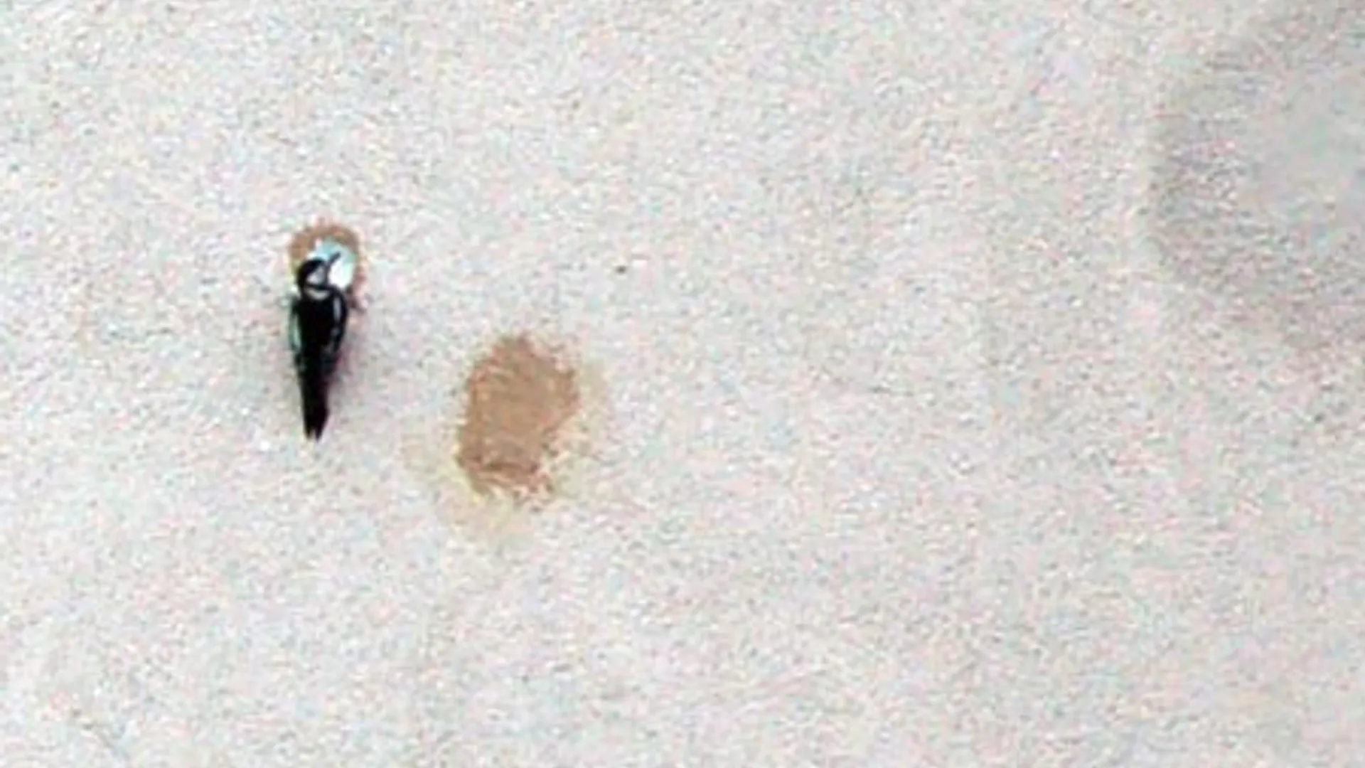 specht-muur-2.jpg
